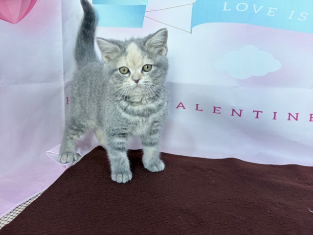 奈良県のスコティッシュフォールド (マルエスペット ヒルステップ生駒店/2025年11月19日生まれ/女の子/ブルーパッチドタビー)の子猫の2枚目の画像