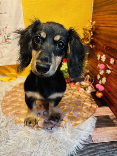 奈良県のミニチュアダックスフンド(ロング) (マルエスペット はんな店/2025年9月5日生まれ/男の子/ブラックイエロー)の子犬の4枚目の画像