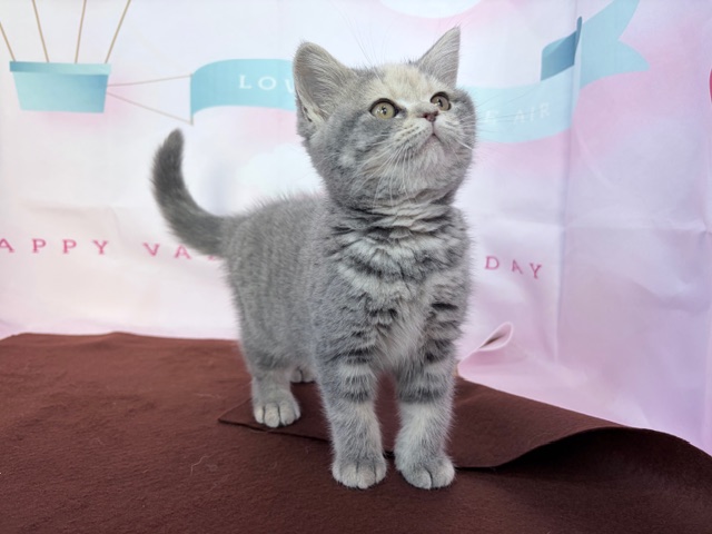 奈良県のスコティッシュフォールド (マルエスペット ヒルステップ生駒店/2025年11月19日生まれ/女の子/ブルーパッチドタビー)の子猫の3枚目の画像