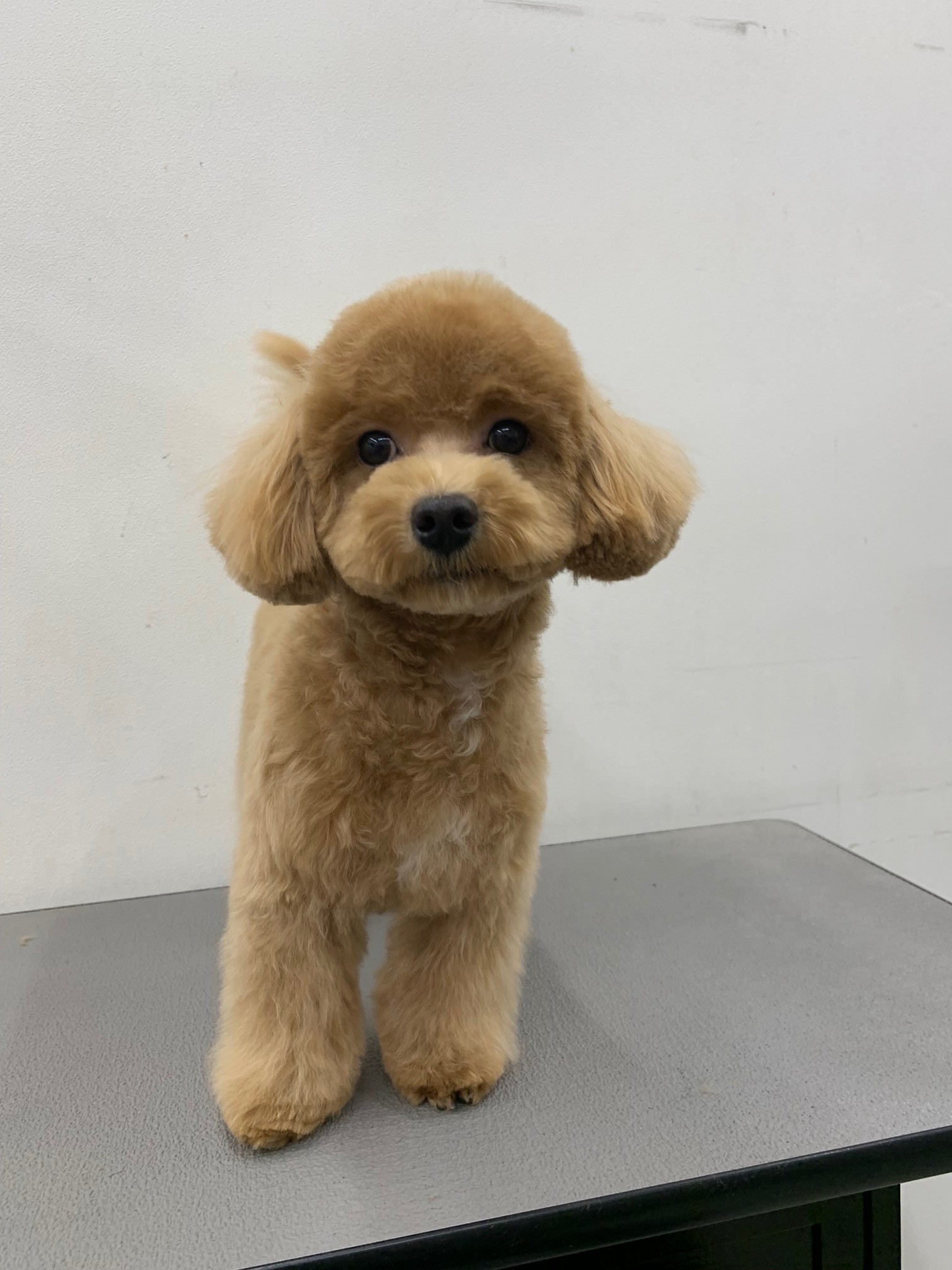 静岡県のマルプー(マルチーズ×プードル) (マルエスペット富士見台店/2025年5月25日生まれ/男の子/クリーム)の子犬の4枚目の画像