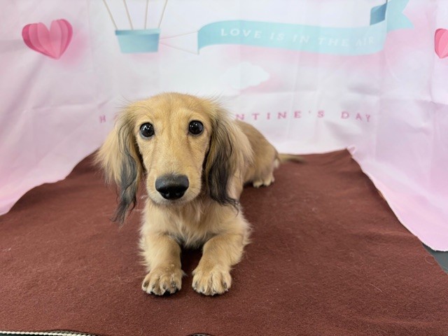 奈良県のカニンヘンダックスフンド(ロング) (マルエスペット ヒルステップ生駒店/2025年7月23日生まれ/女の子/シェーデットイエロー)の子犬の4枚目の画像