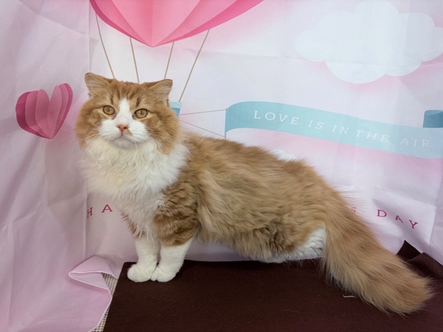 奈良県のスコティッシュフォールド (マルエスペット ヒルステップ生駒店/2025年7月14日生まれ/男の子/レッドタビーホワイト)の子猫の4枚目の画像