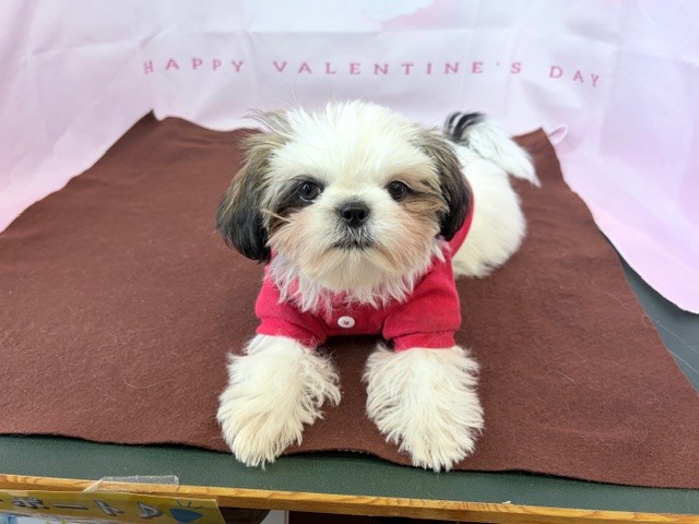 奈良県のシーズー (マルエスペット ヒルステップ生駒店/2025年10月5日生まれ/男の子/ホワイトゴールド)の子犬の4枚目の画像