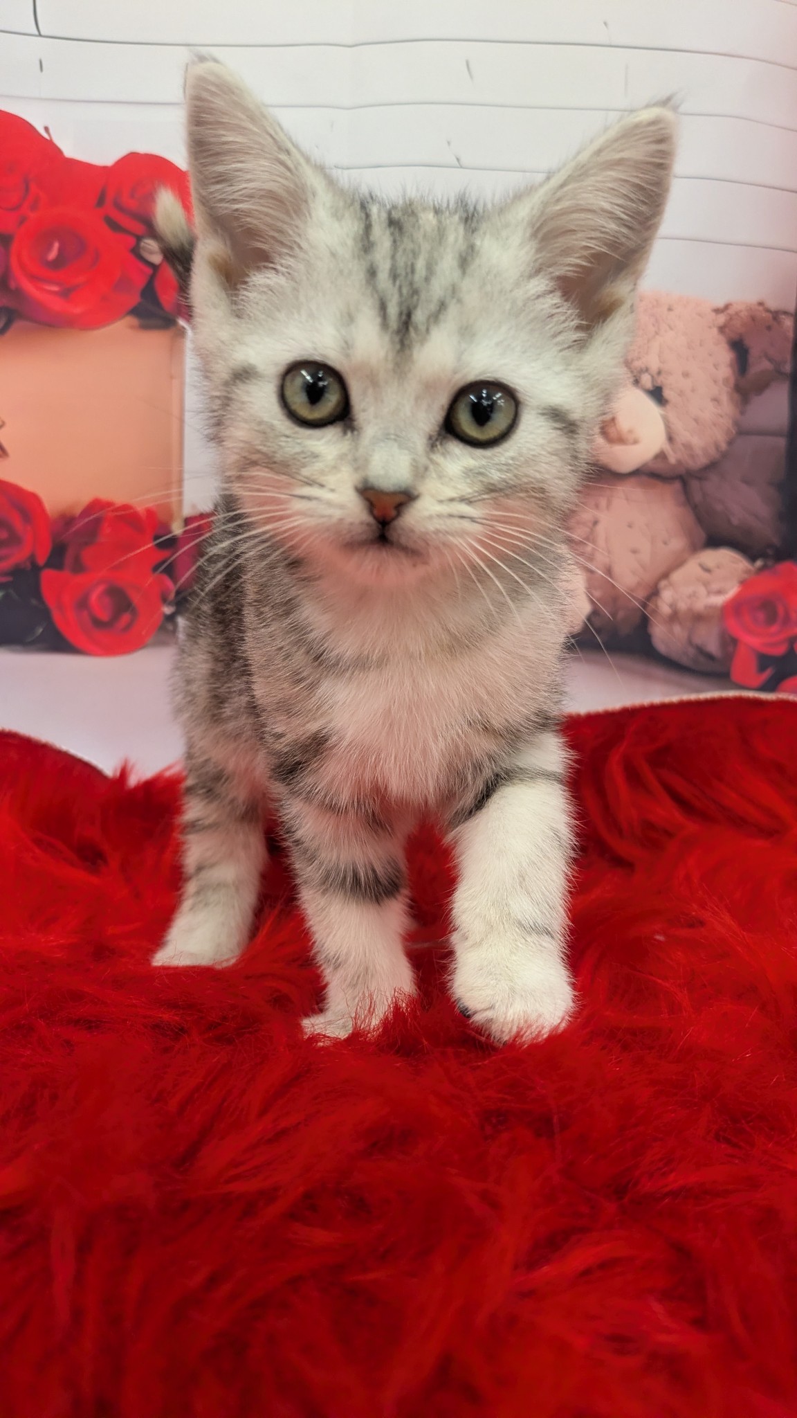 静岡県のアメリカンショートヘアー (マルエスペット富士見台店/2025年11月25日生まれ/女の子/シルバーパッチドタビー)の子猫の4枚目の画像