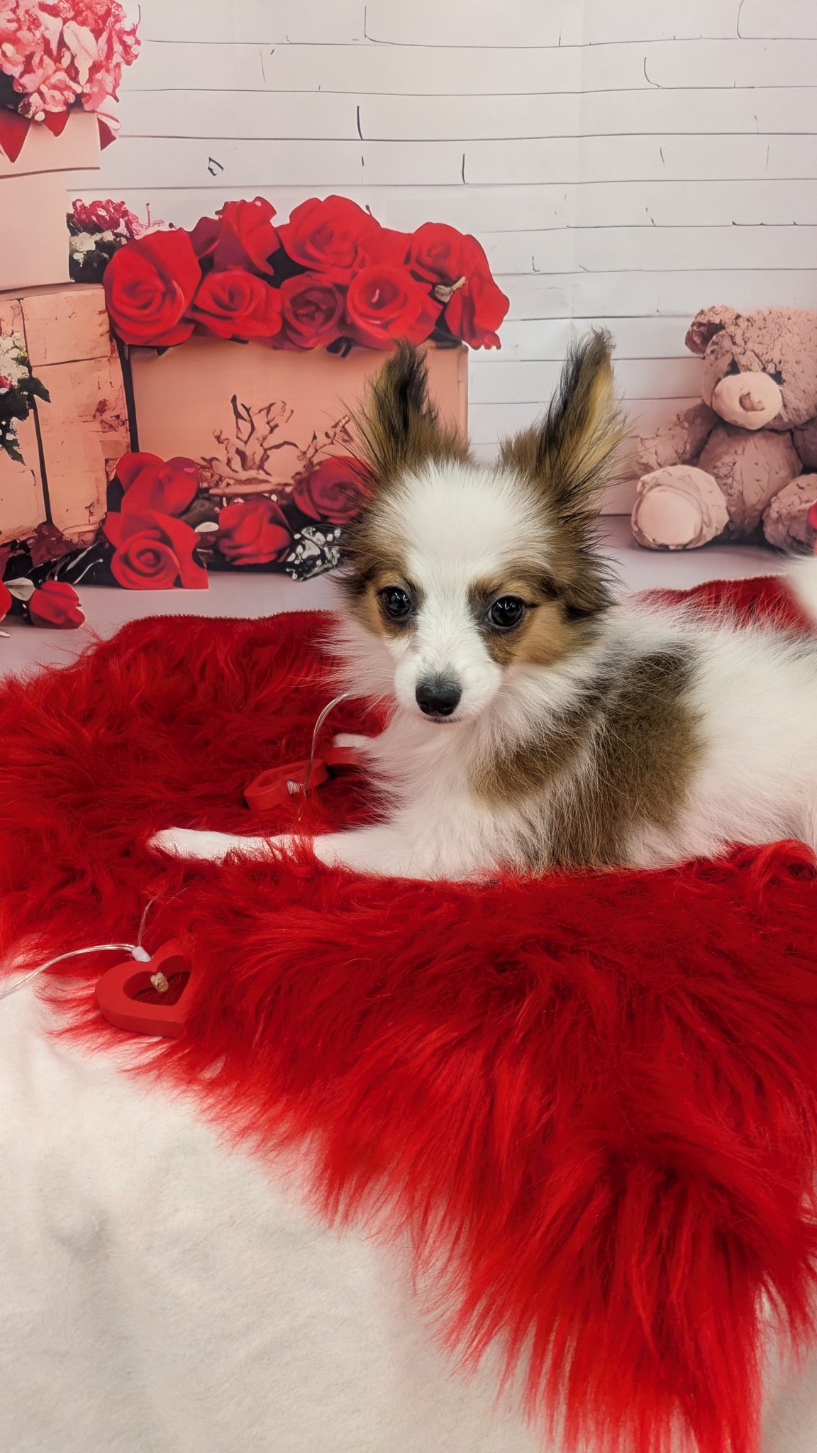 静岡県のパピヨン (マルエスペット富士見台店/2025年10月14日生まれ/男の子/ホワイトセーブル)の子犬の4枚目の画像