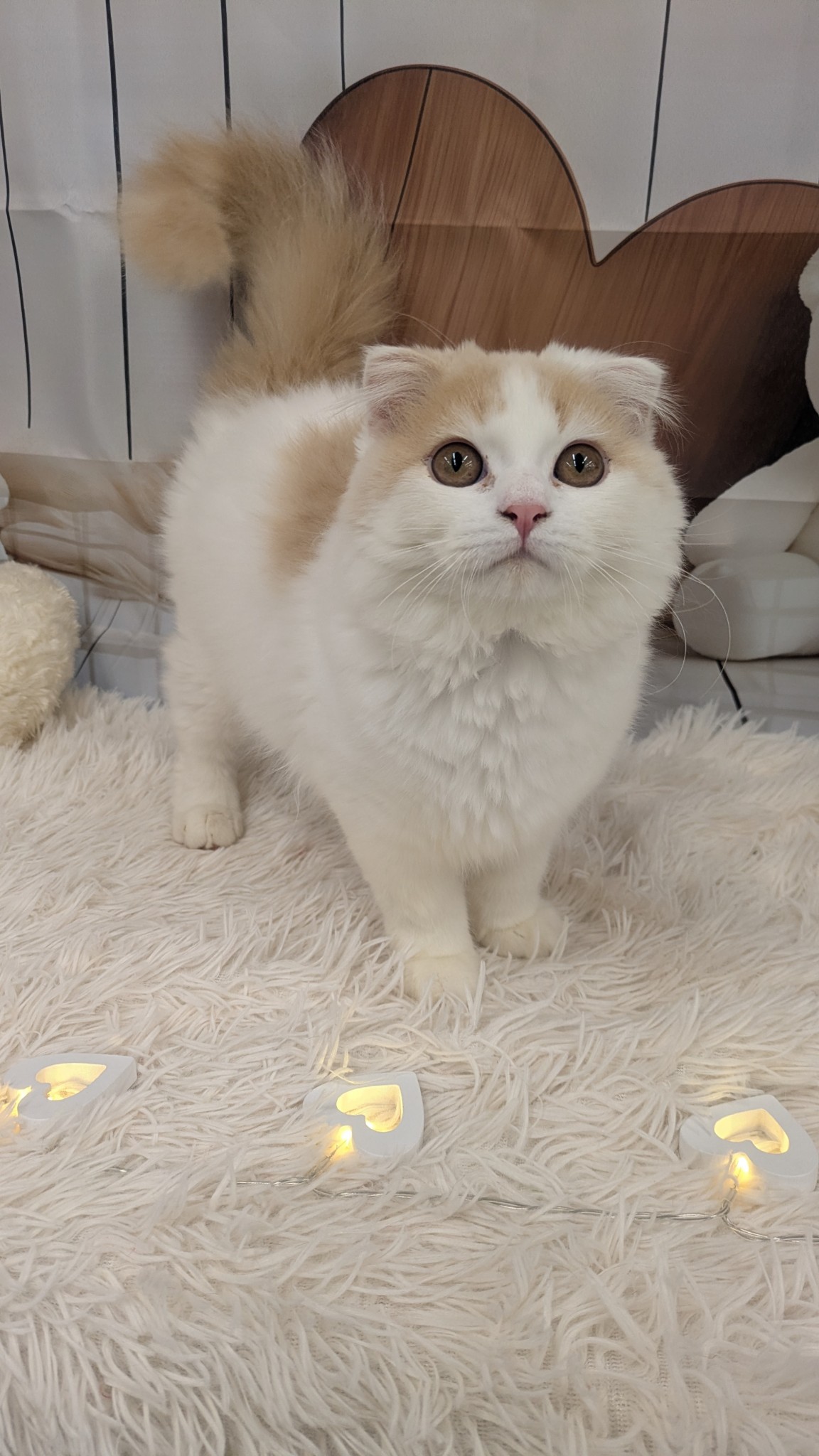 静岡県のスコティッシュフォールド (マルエスペット富士見台店/2025年10月6日生まれ/男の子/クリームタビーホワイト)の子猫の4枚目の画像