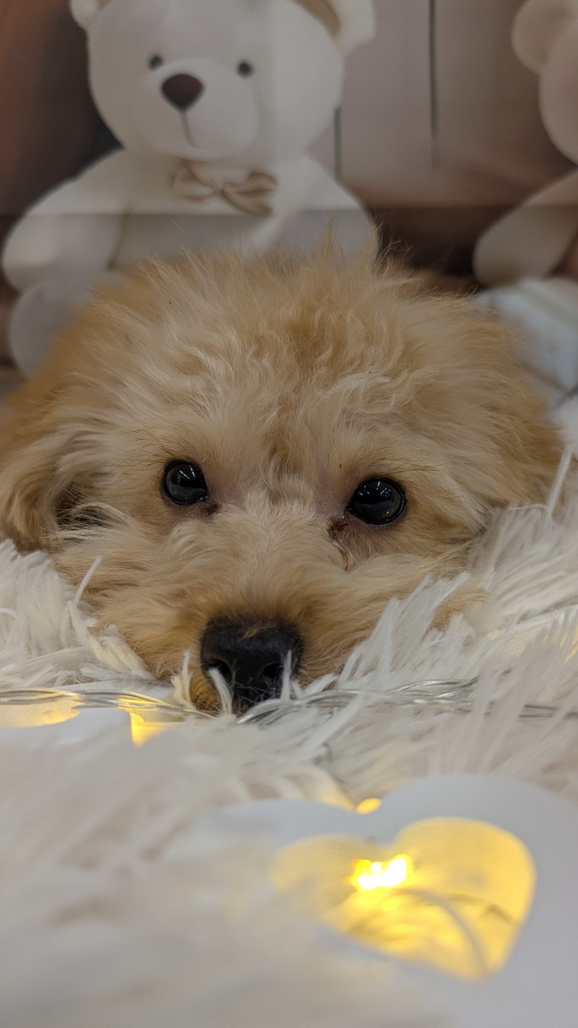 静岡県のトイプードル(トイ) (マルエスペット富士見台店/2025年10月25日生まれ/男の子/アプリコット)の子犬の4枚目の画像