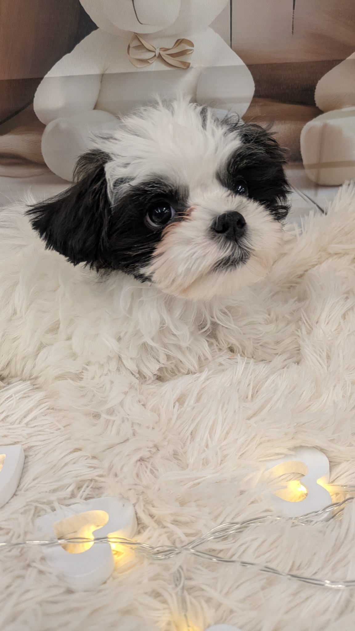 静岡県のマルズー/マルシーズ(マルチーズ×シーズー) (マルエスペット富士見台店/2025年11月20日生まれ/男の子/ホワイトブラック)の子犬の4枚目の画像