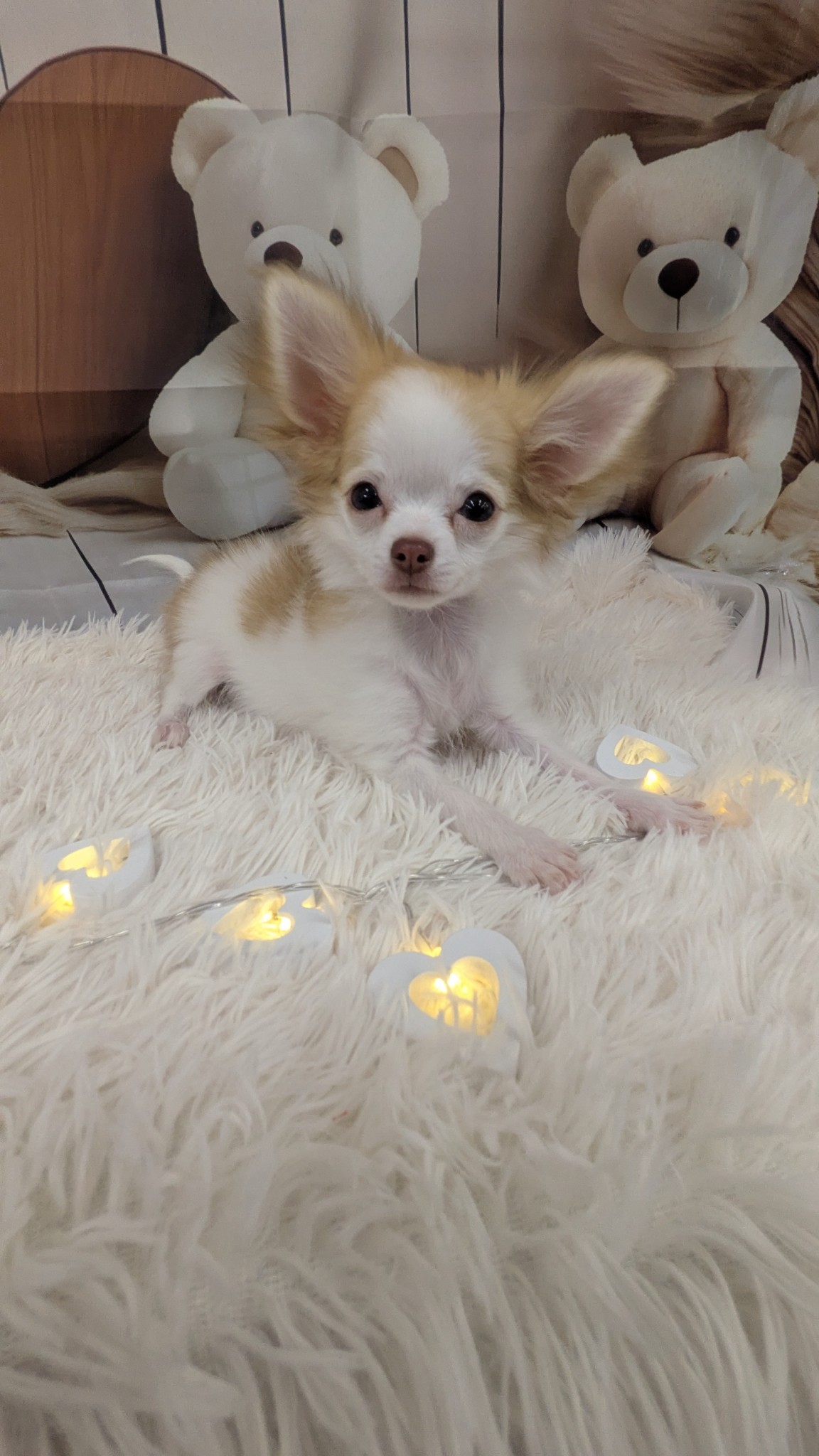 静岡県のチワワ(ロング) (マルエスペット富士見台店/2025年10月26日生まれ/女の子/チョコレートフォーンホワイト)の子犬の4枚目の画像