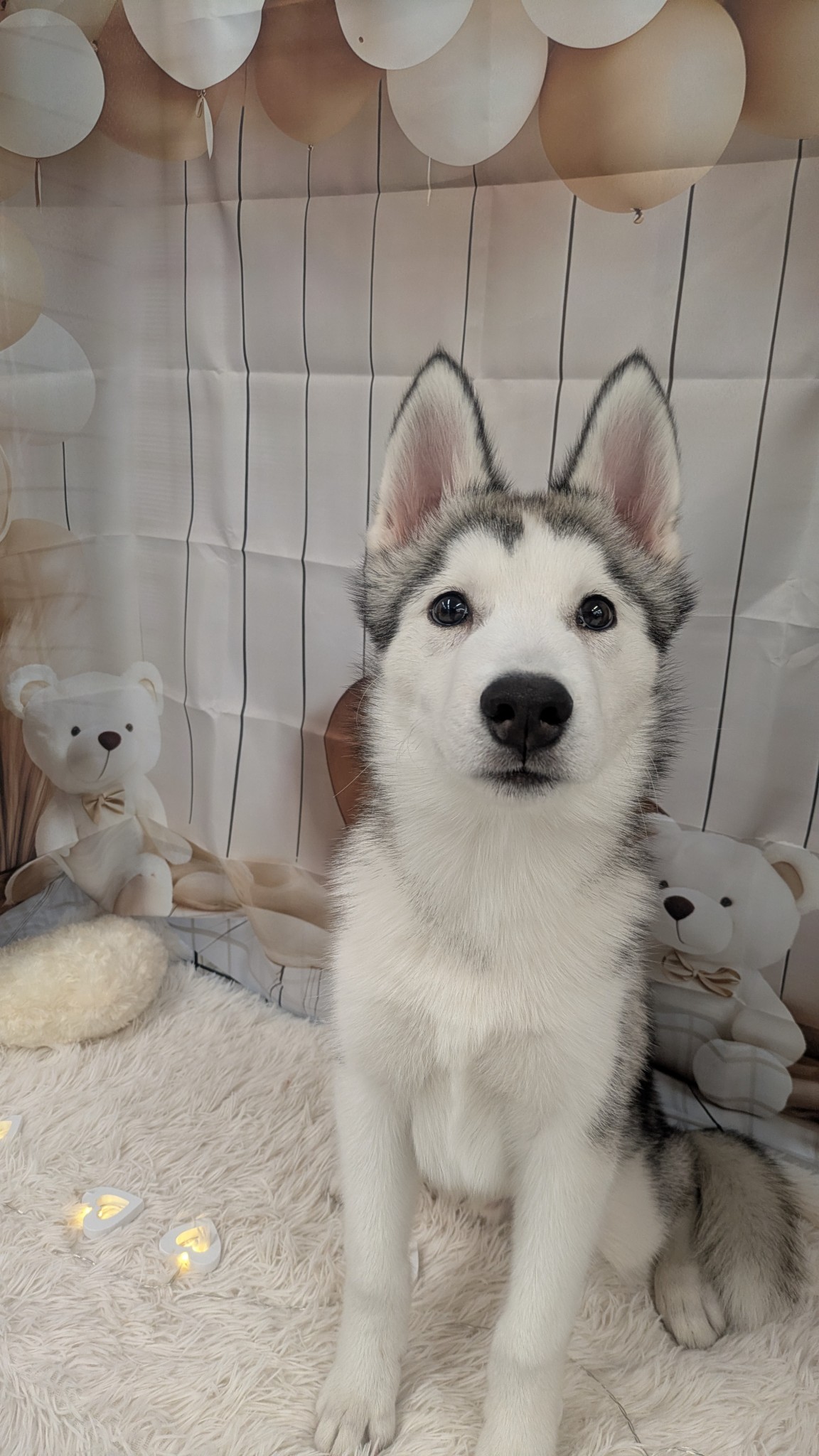 静岡県のシベリアンハスキー (マルエスペット富士見台店/2025年10月16日生まれ/男の子/シルバーホワイト)の子犬の4枚目の画像