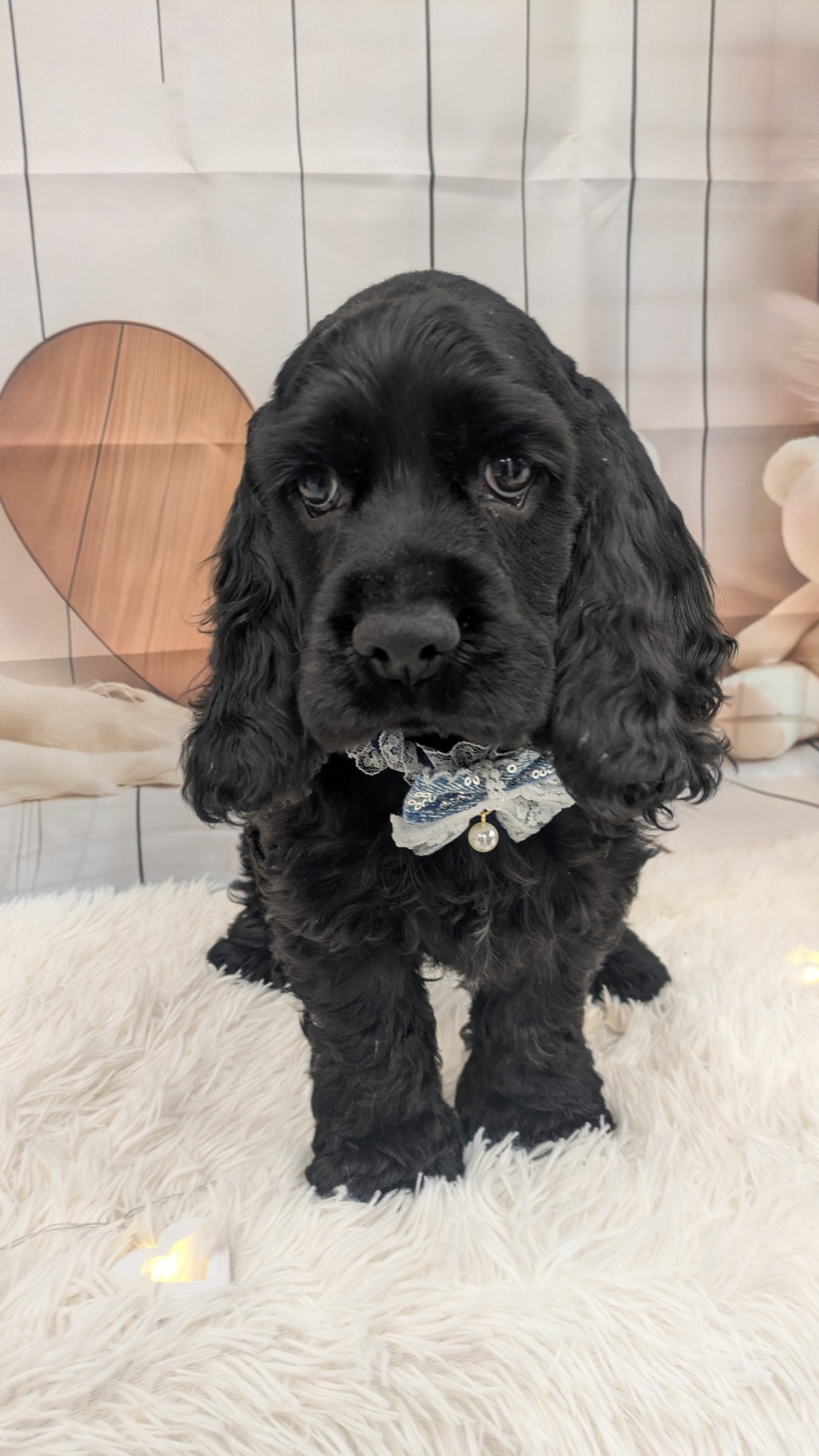 静岡県のアメリカンコッカースパニエル (マルエスペット富士見台店/2025年12月11日生まれ/男の子/ブラック)の子犬の2枚目の画像