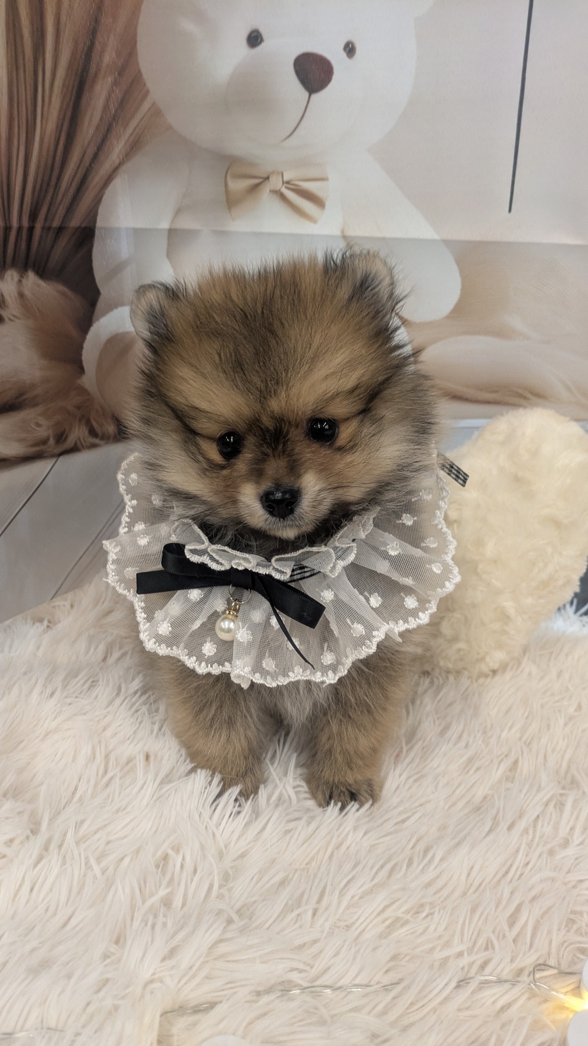 静岡県のポメラニアン (マルエスペット富士見台店/2025年12月29日生まれ/男の子/オレンジ)の子犬の4枚目の画像