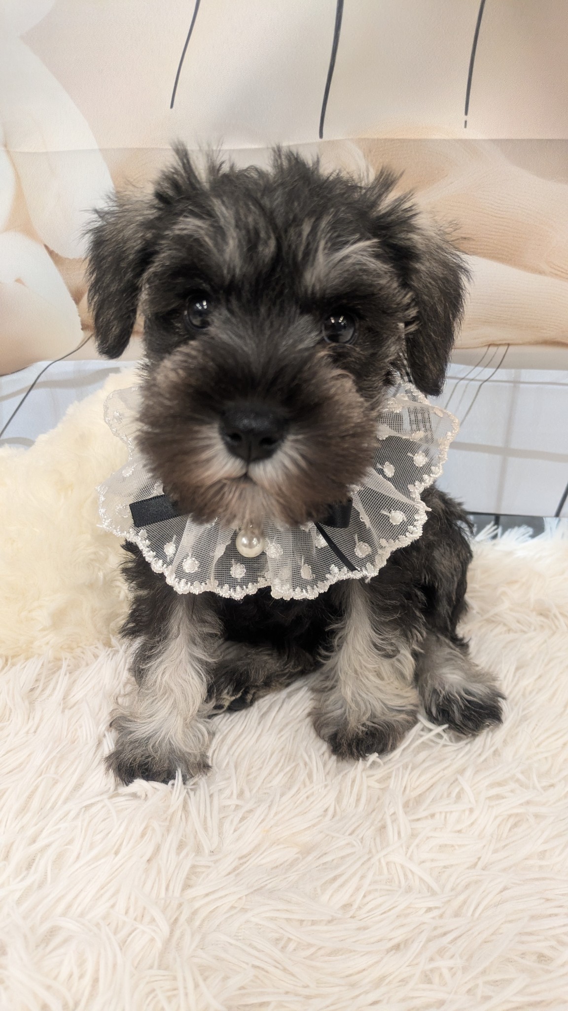 静岡県のミニチュアシュナウザー (マルエスペット富士見台店/2025年12月29日生まれ/女の子/ソルトペッパー)の子犬の4枚目の画像