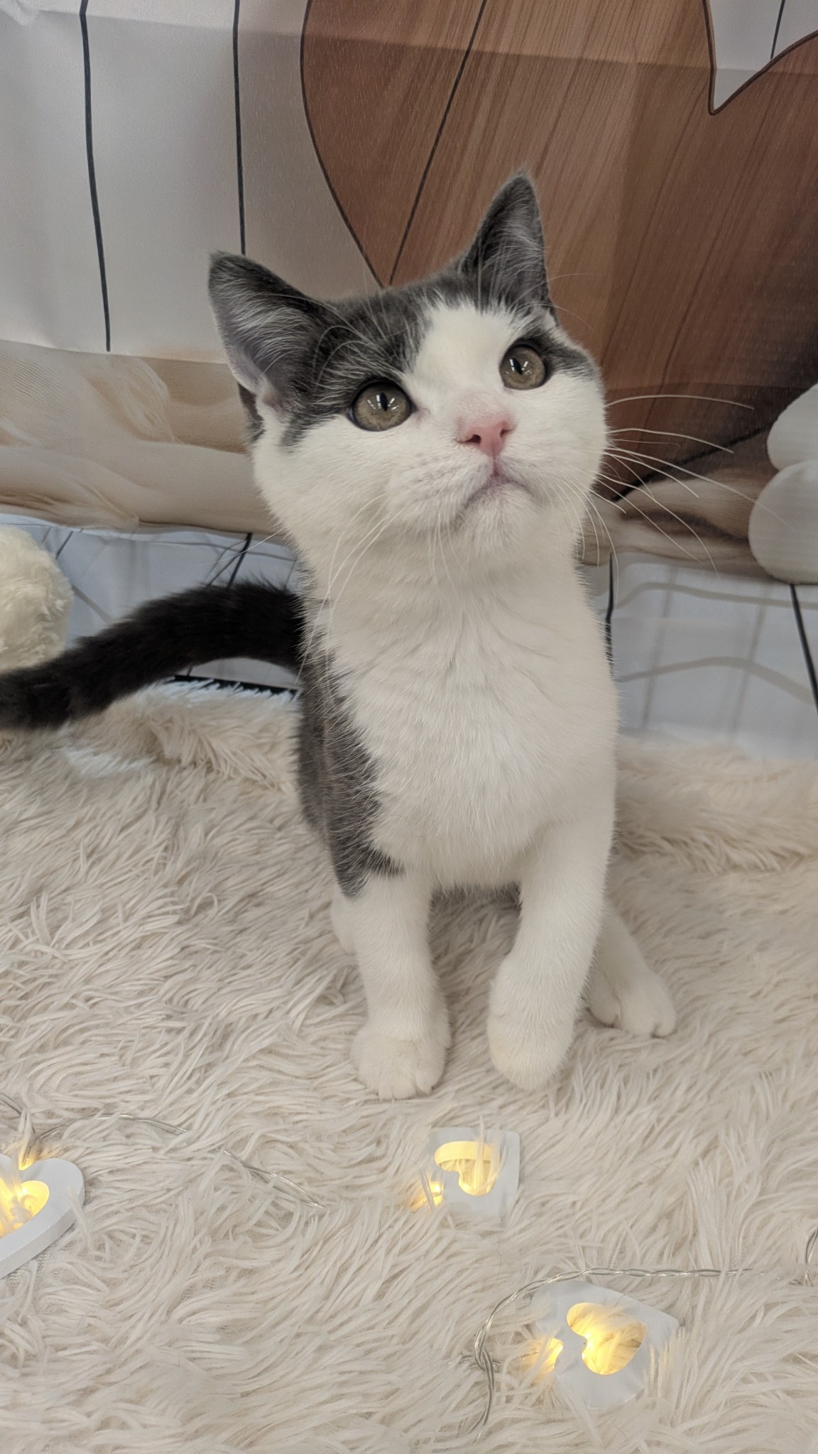 静岡県のスコティッシュフォールド (マルエスペット富士見台店/2025年10月6日生まれ/男の子/ブルータビーホワイト)の子猫の4枚目の画像