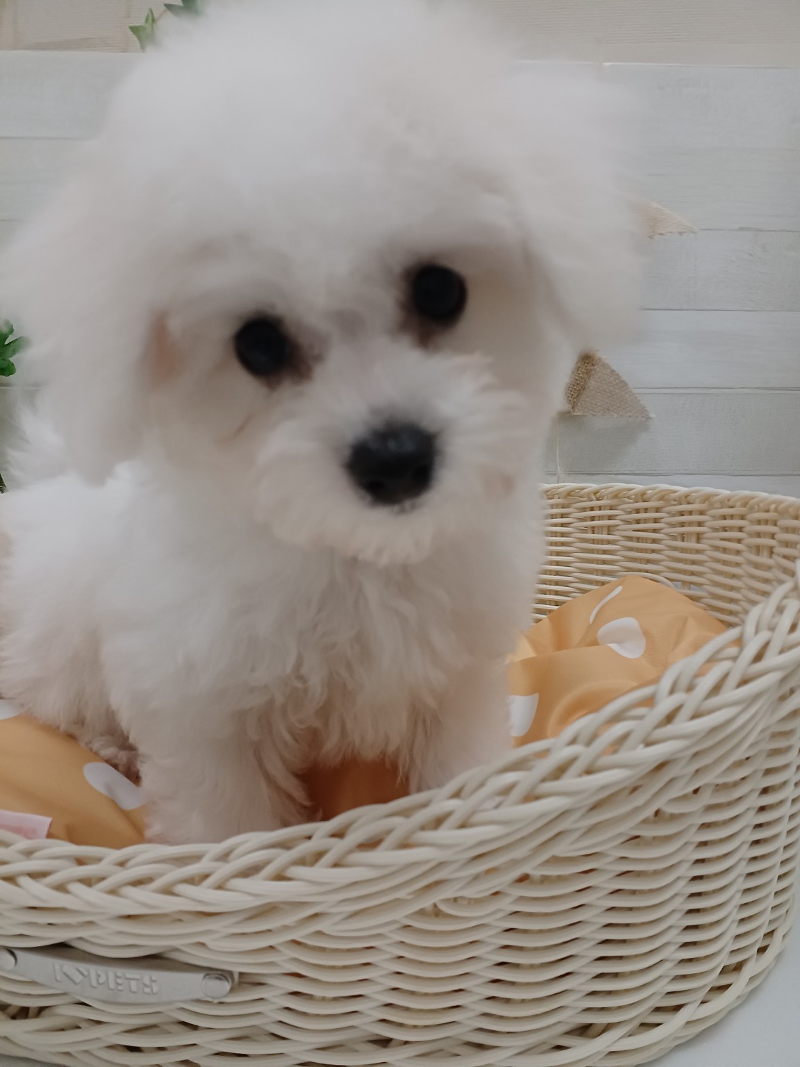 奈良県のビションフリーゼ (マルエスペット 奈良店/2025年11月29日生まれ/女の子/ホワイト)の子犬の4枚目の画像