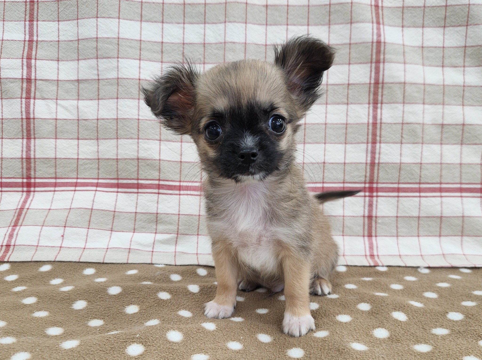 奈良県のチワワ(ロング) (マルエスペット いかるが店/2025年11月29日生まれ/男の子/フォーン)の子犬の1枚目の画像