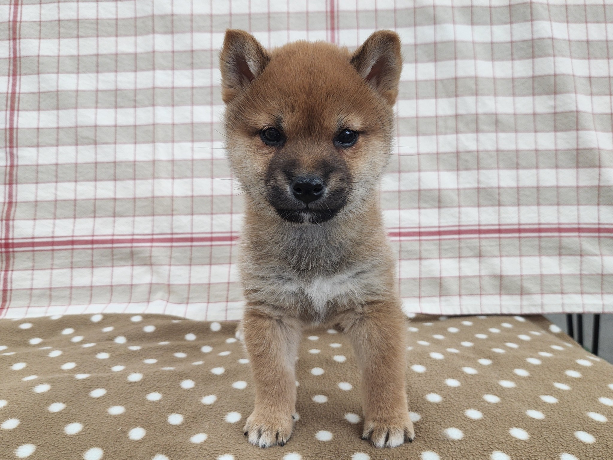 奈良県の豆柴 (マルエスペット いかるが店/2025年12月7日生まれ/男の子/赤)の子犬の4枚目の画像