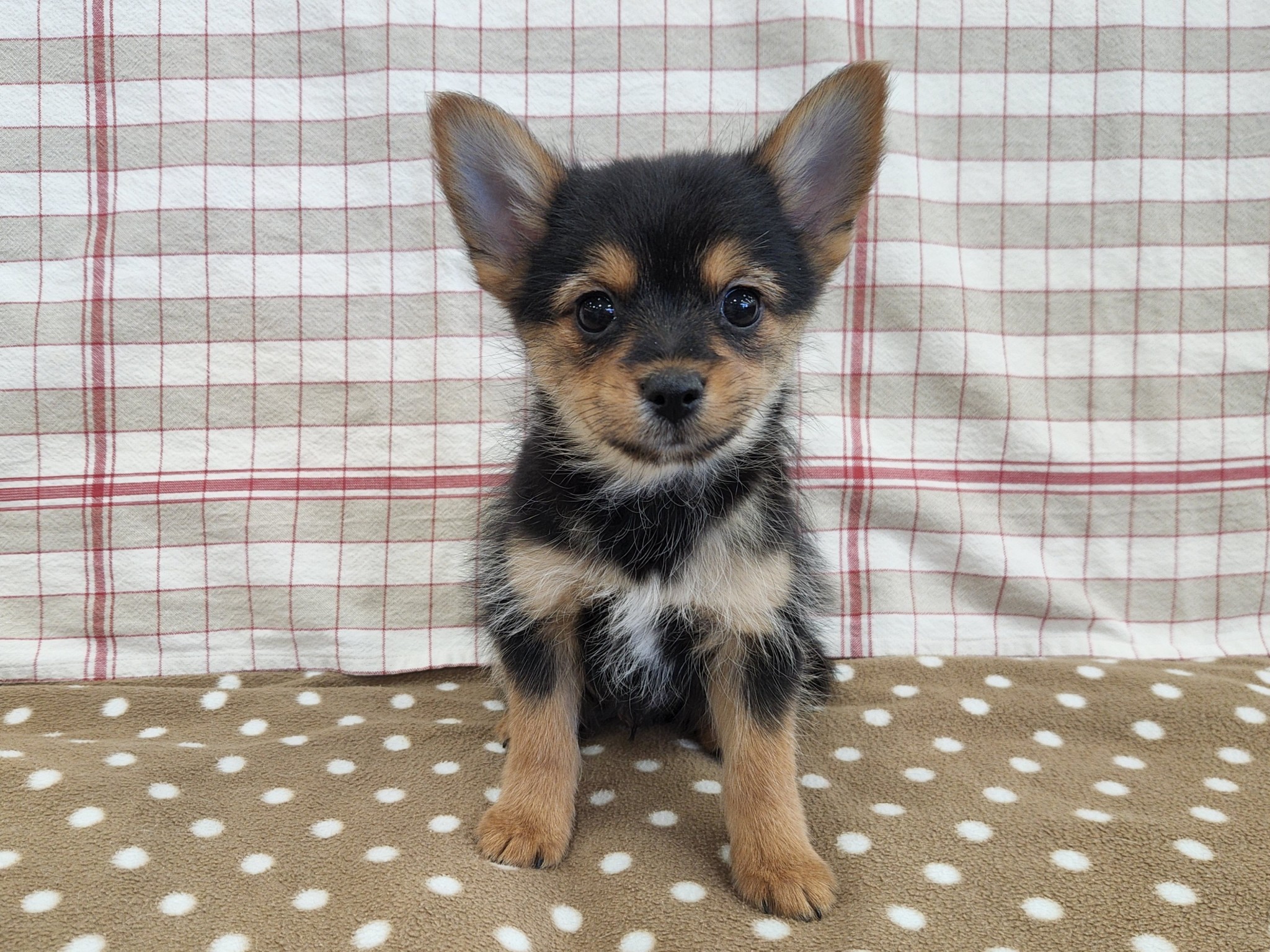 奈良県のハーフ (マルエスペット いかるが店/2025年12月10日生まれ/男の子/スチールブルータン)の子犬の4枚目の画像