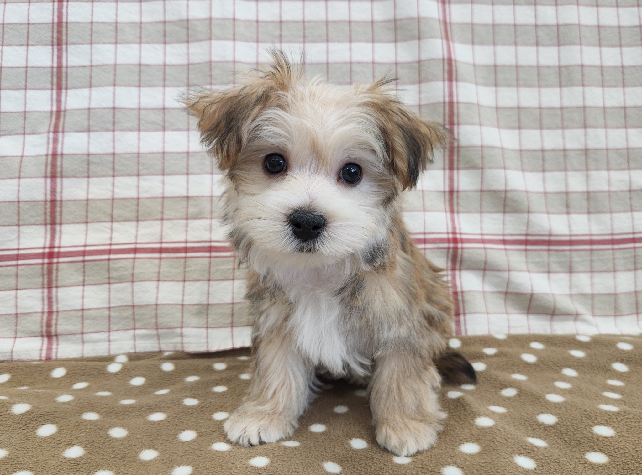 奈良県のハーフ (マルエスペット いかるが店/2025年12月10日生まれ/男の子/フォーン)の子犬の4枚目の画像