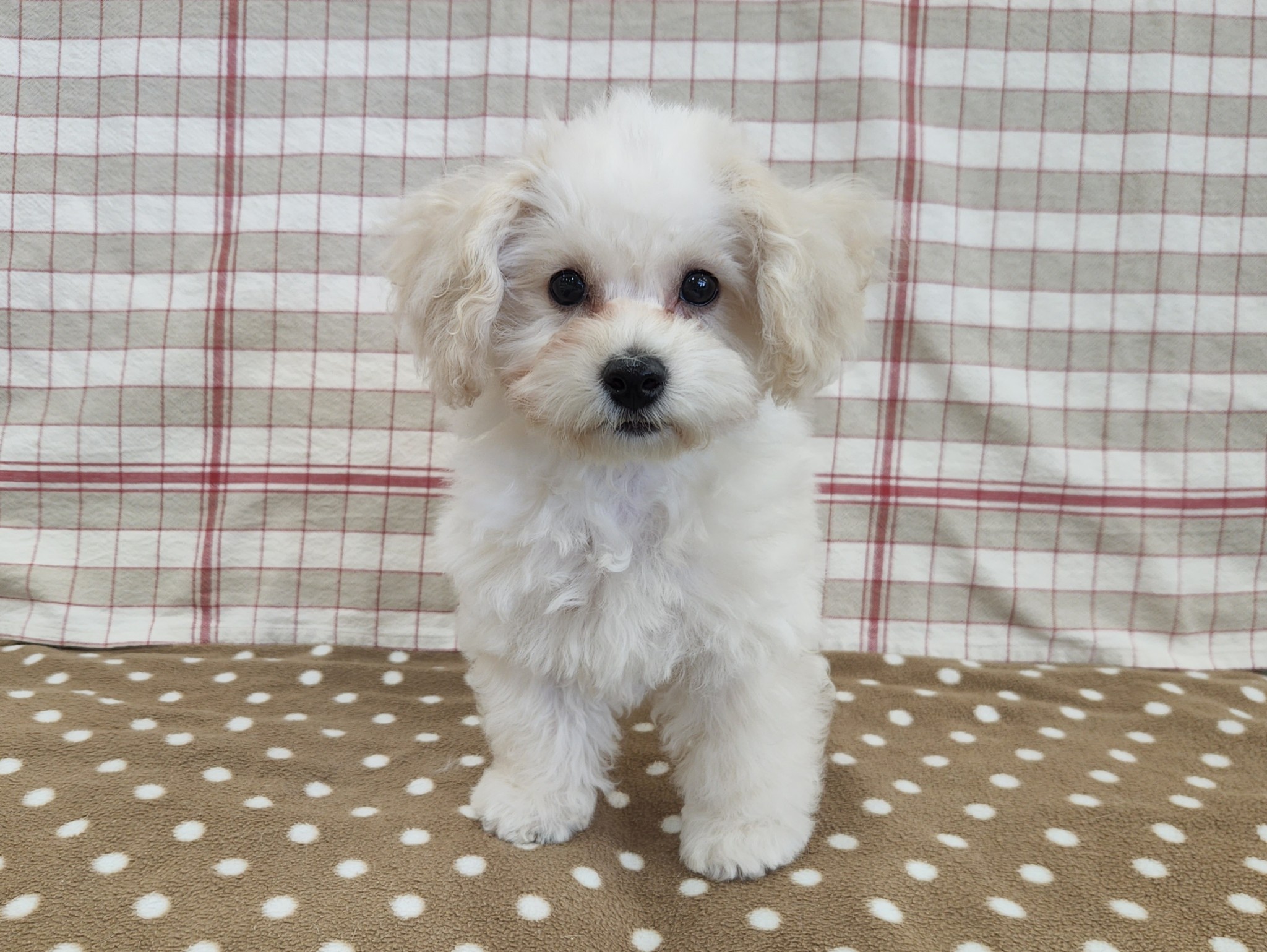 奈良県のビションプー(ビションフリーゼ×プードル) (マルエスペット いかるが店/2025年11月8日生まれ/男の子/クリーム)の子犬の4枚目の画像