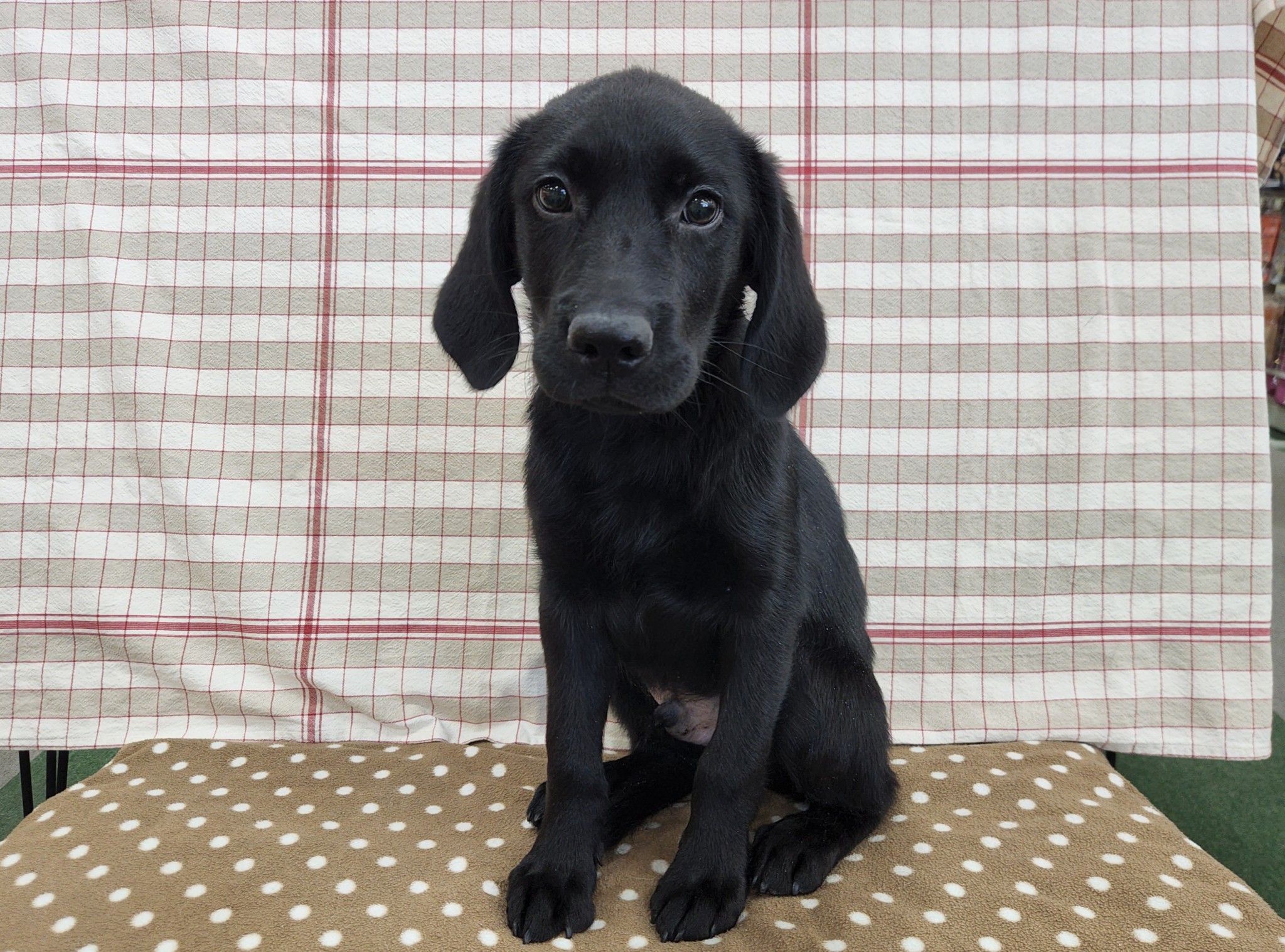 奈良県のラブラドールレトリーバー (マルエスペット いかるが店/2025年10月13日生まれ/男の子/ブラック)の子犬の4枚目の画像