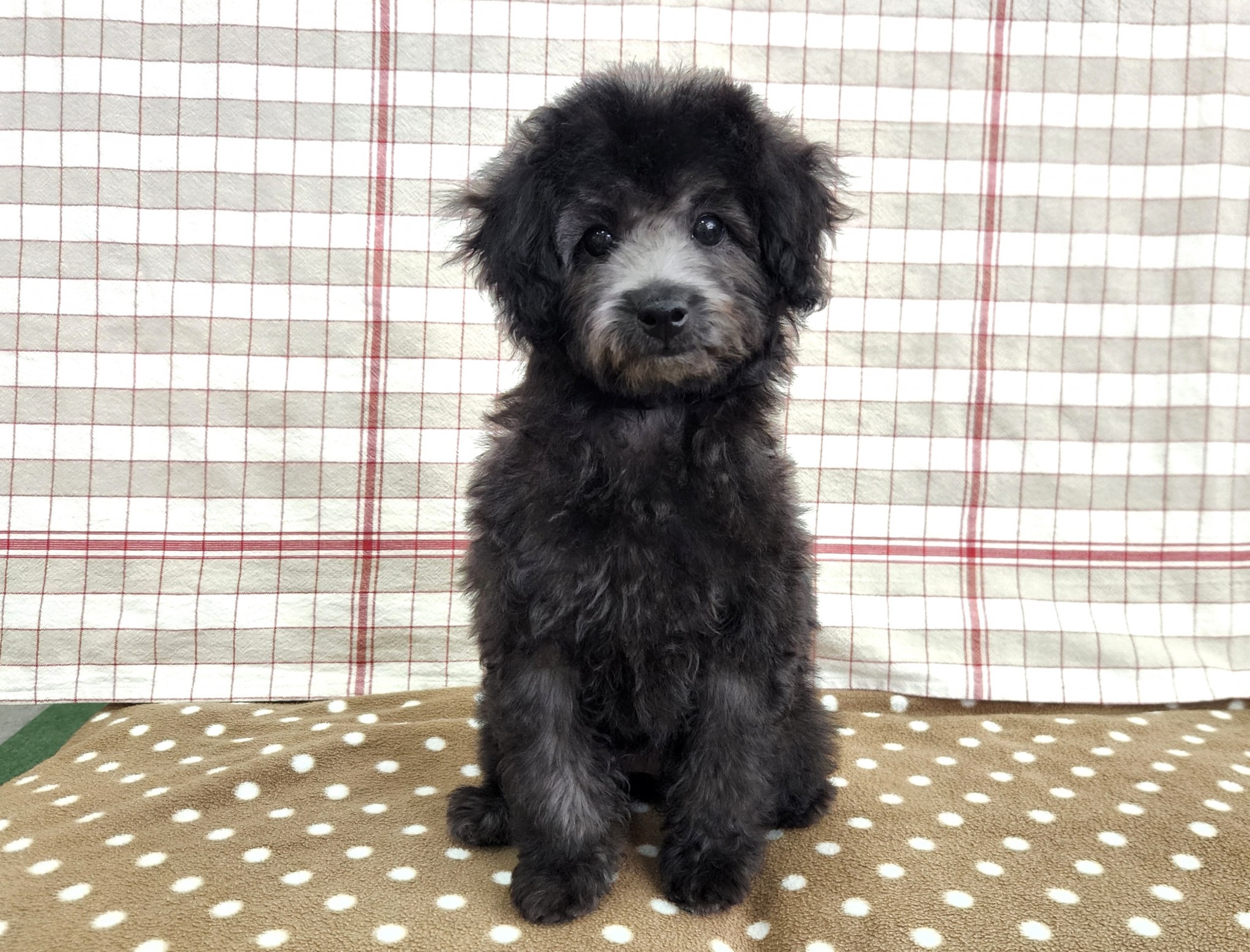 奈良県のトイプードル(トイ) (マルエスペット いかるが店/2025年11月15日生まれ/女の子/シルバー)の子犬の4枚目の画像