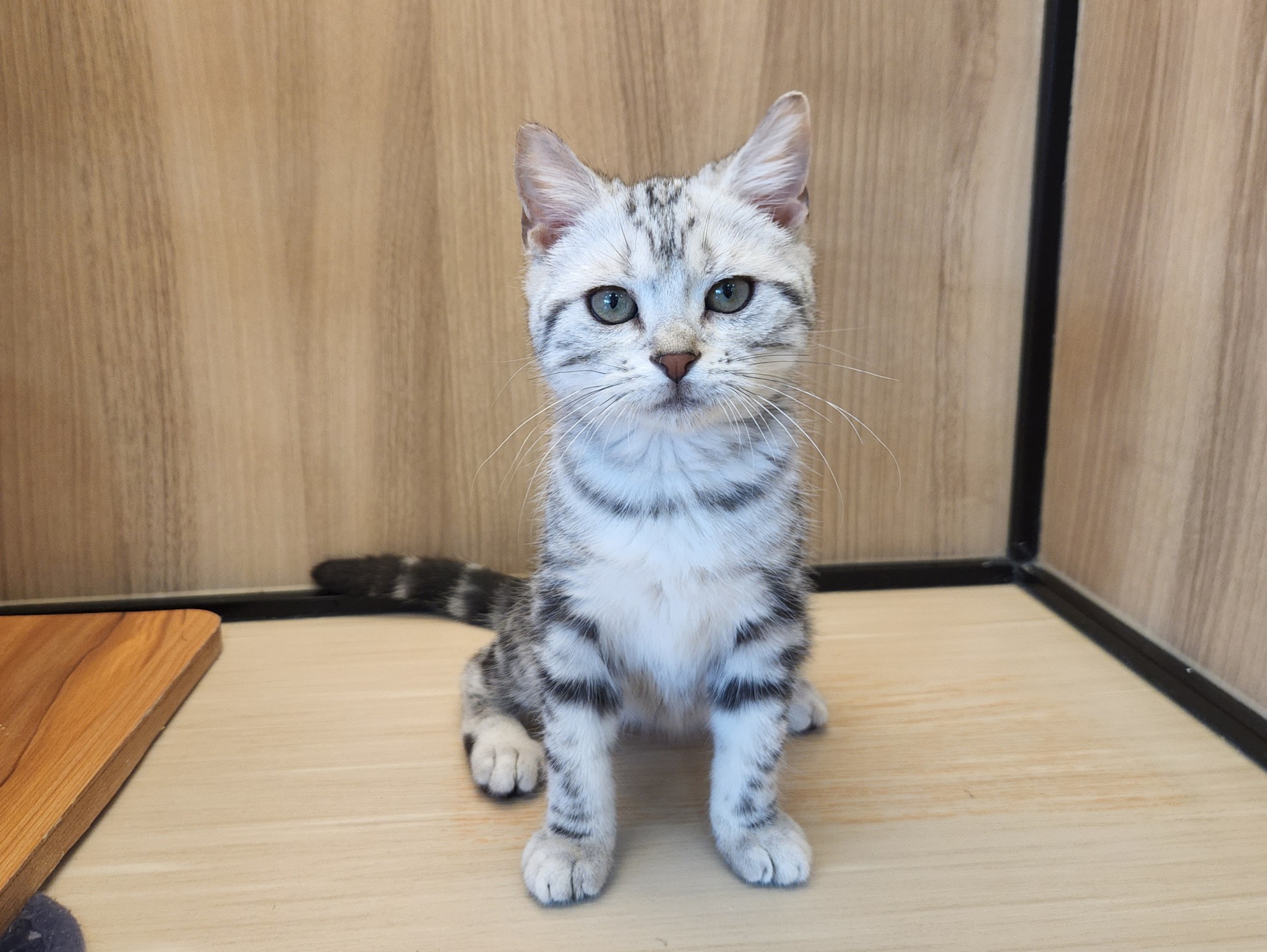 奈良県のアメリカンショートヘアー (マルエスペット いかるが店/2025年11月3日生まれ/男の子/シルバータビー)の子猫の4枚目の画像