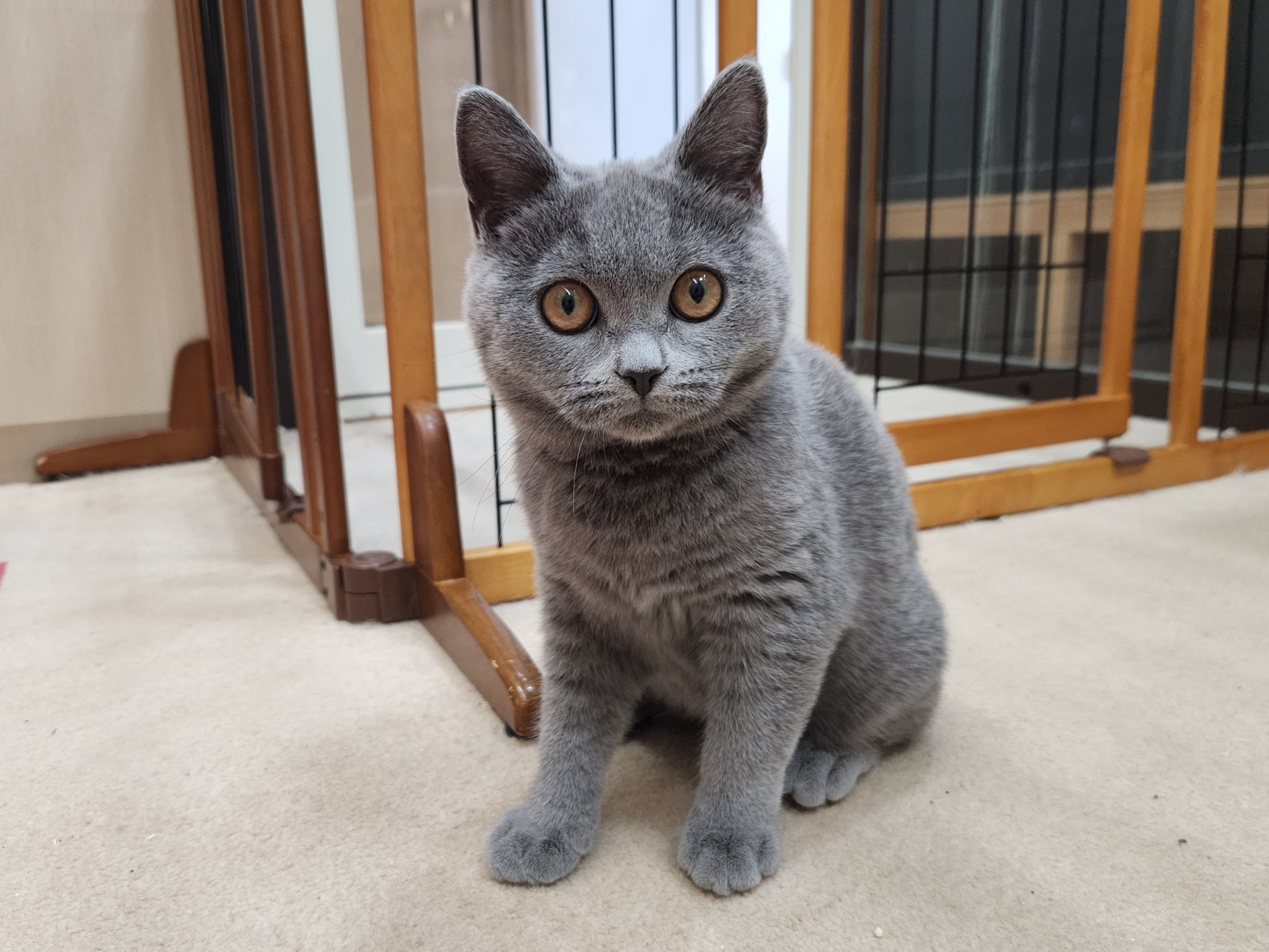 奈良県のブリティッシュショートヘアー (マルエスペット いかるが店/2025年9月18日生まれ/男の子/ブルー)の子猫の4枚目の画像