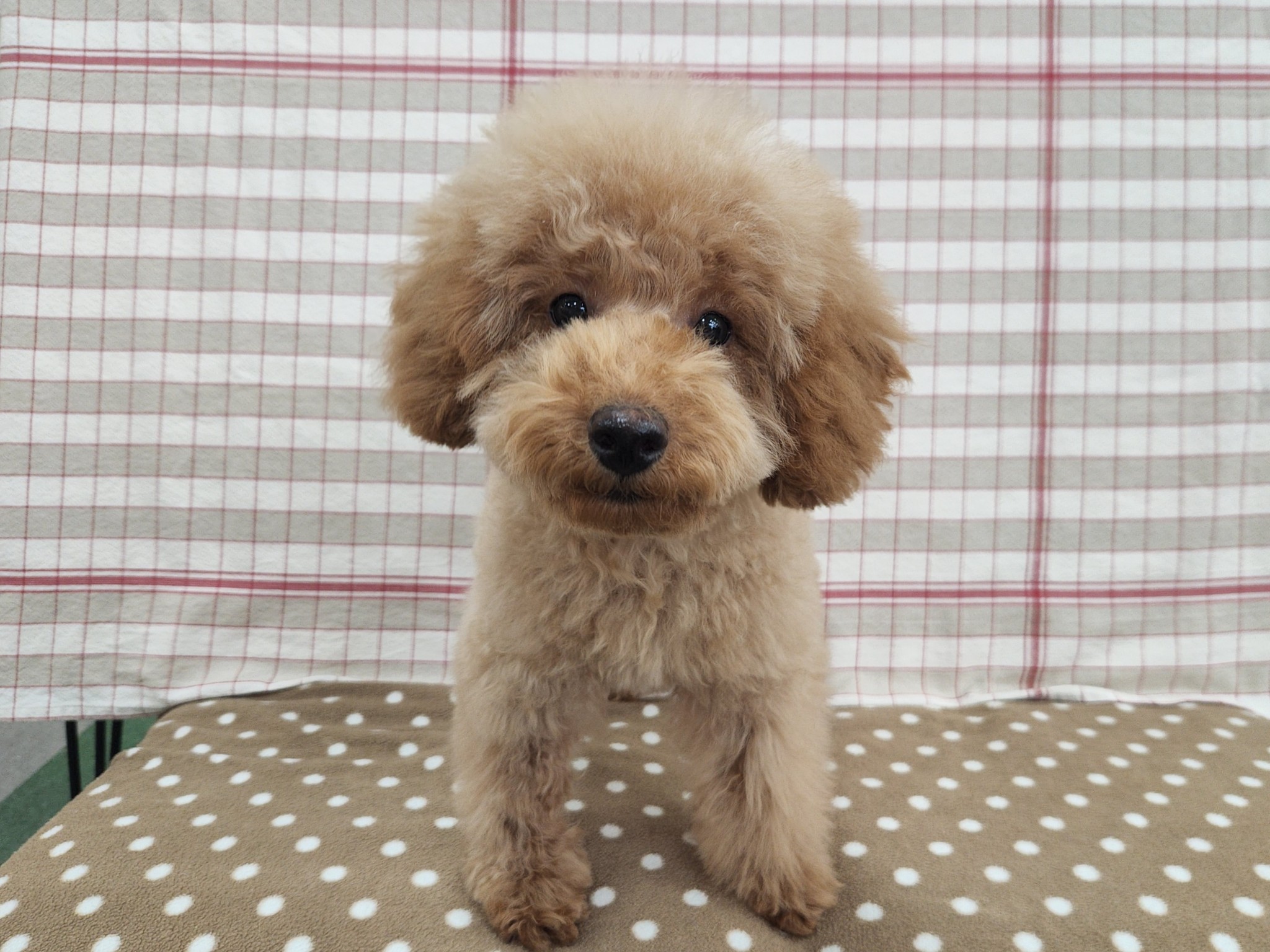 奈良県のトイプードル(トイ) (マルエスペット いかるが店/2025年9月30日生まれ/男の子/オレンジフォーン)の子犬の4枚目の画像