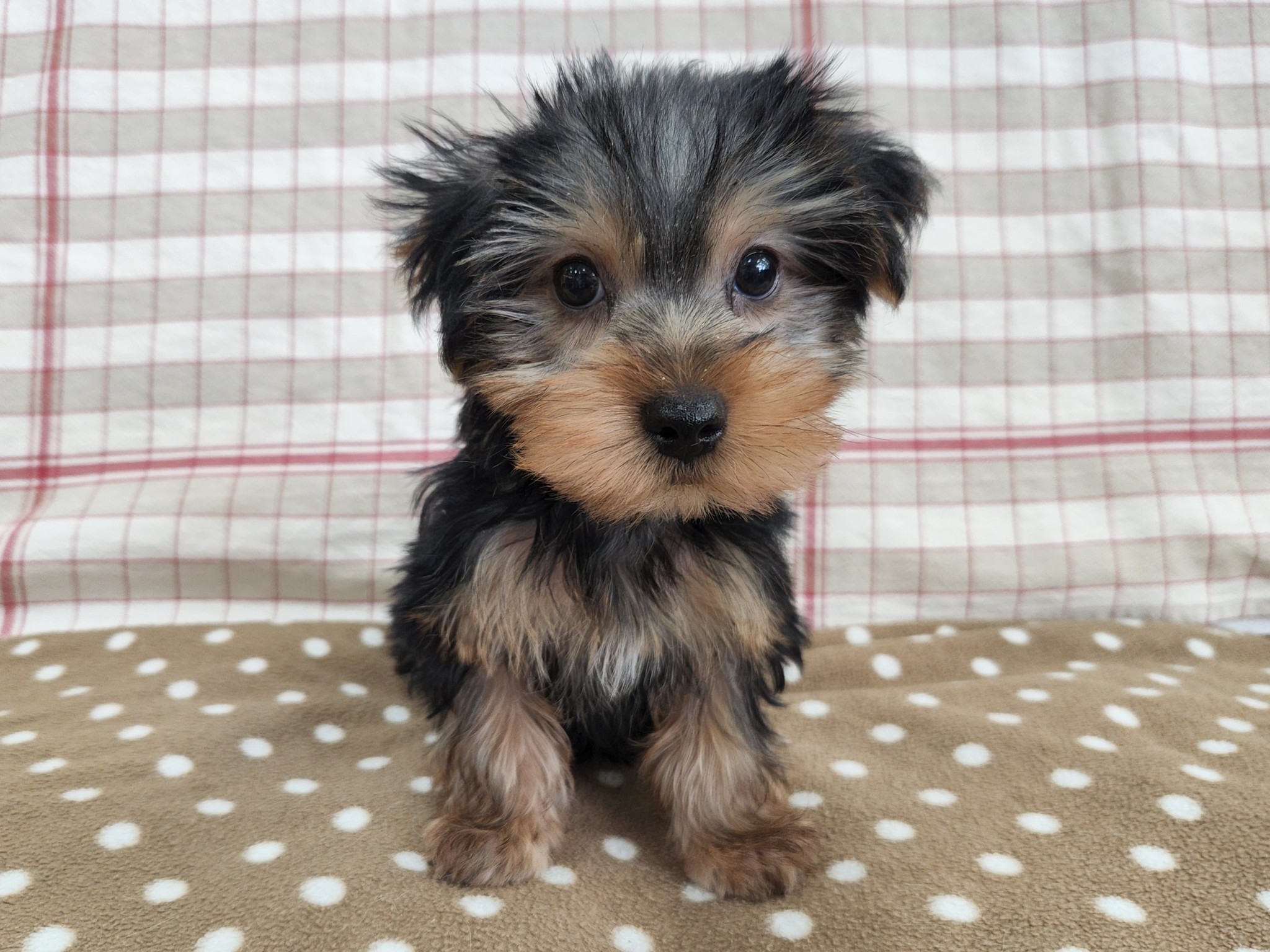 奈良県のヨークシャーテリア (マルエスペット いかるが店/2025年12月26日生まれ/男の子/スチールブルータン)の子犬の1枚目の画像