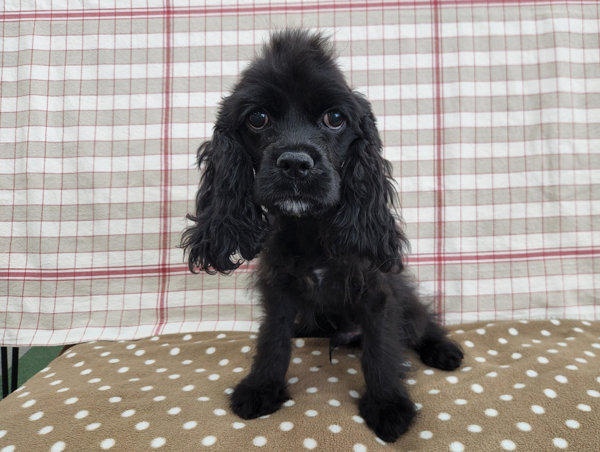 奈良県のアメリカンコッカースパニエル (マルエスペット いかるが店/2025年10月8日生まれ/男の子/ブラック)の子犬の4枚目の画像