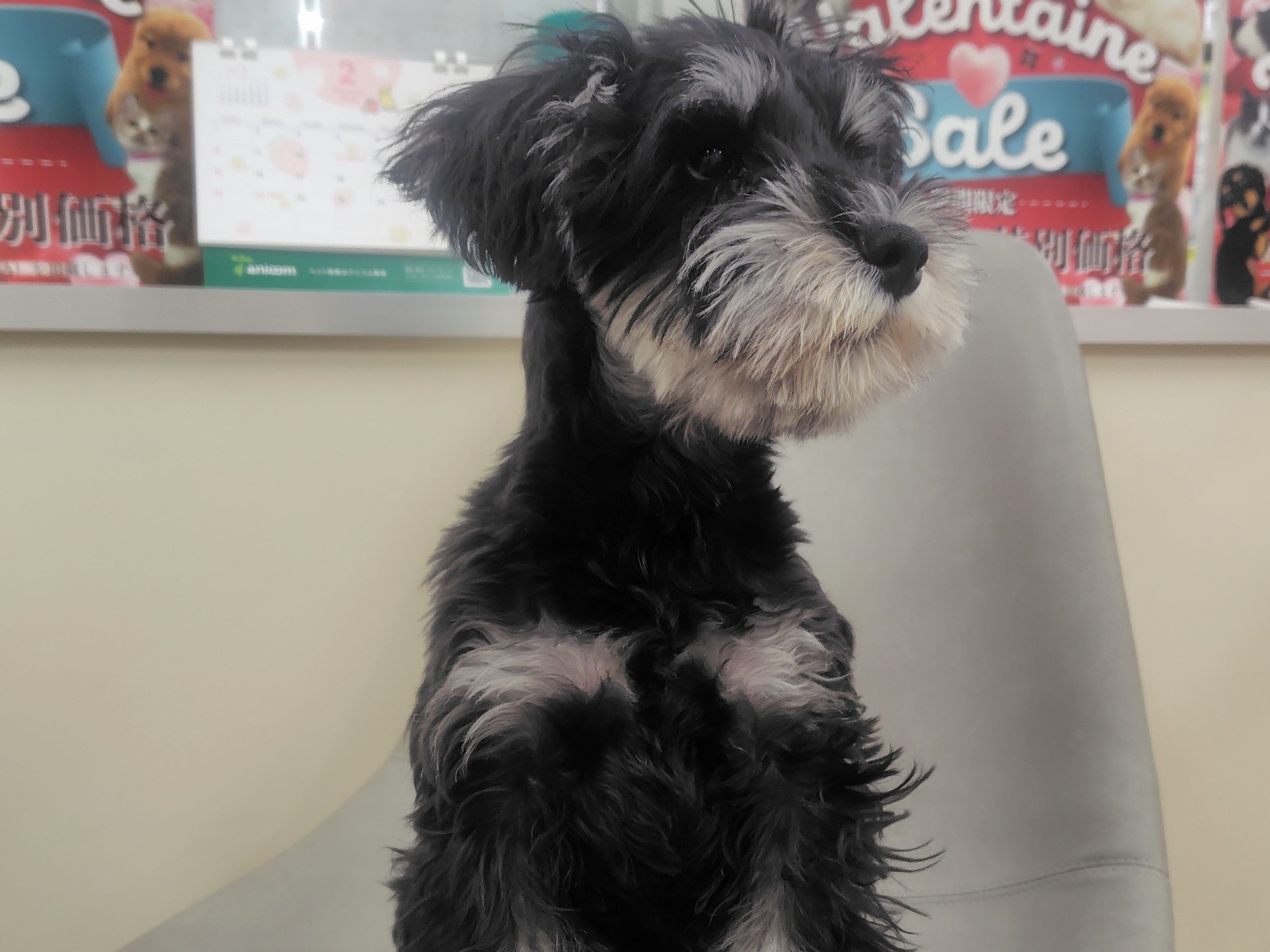 静岡県のミニチュアシュナウザー (マルエスペット清水駒越店/2025年10月25日生まれ/男の子/ブラックシルバー)の子犬の4枚目の画像