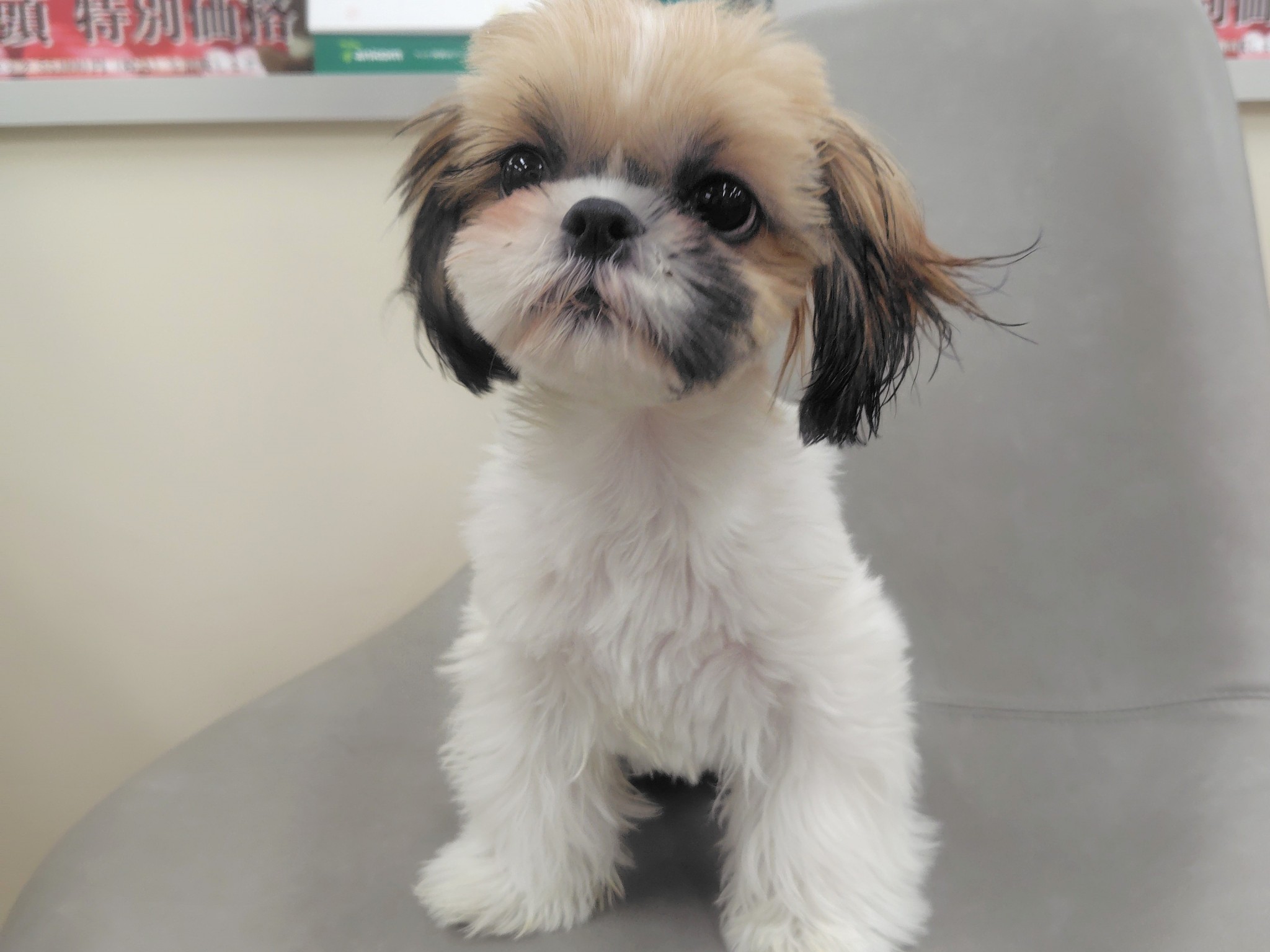 静岡県のシーズー (マルエスペット清水駒越店/2025年9月22日生まれ/女の子/ホワイトゴールド)の子犬の4枚目の画像