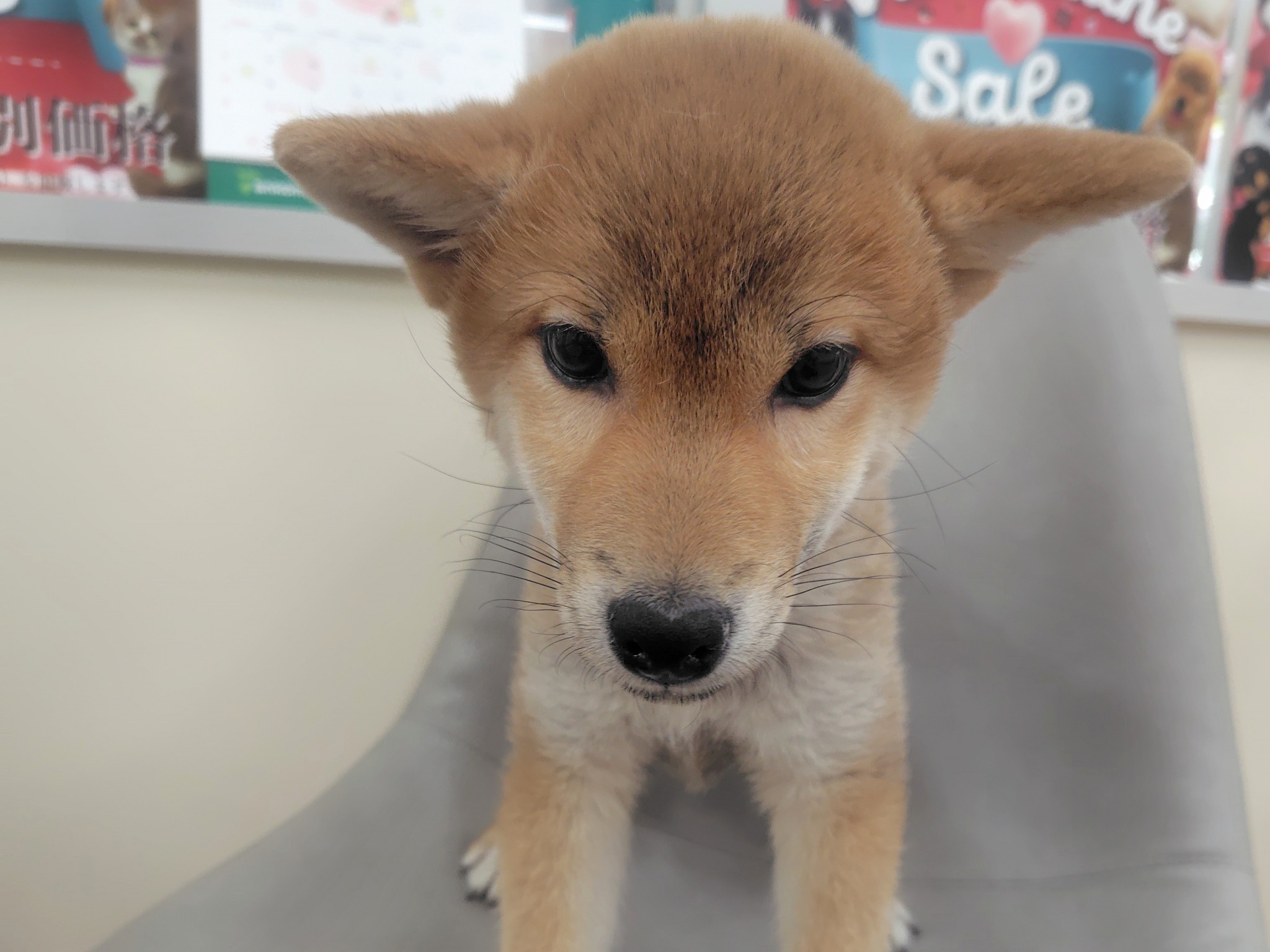 静岡県の柴犬(標準サイズ) (マルエスペット清水駒越店/2025年10月17日生まれ/女の子/赤)の子犬の4枚目の画像