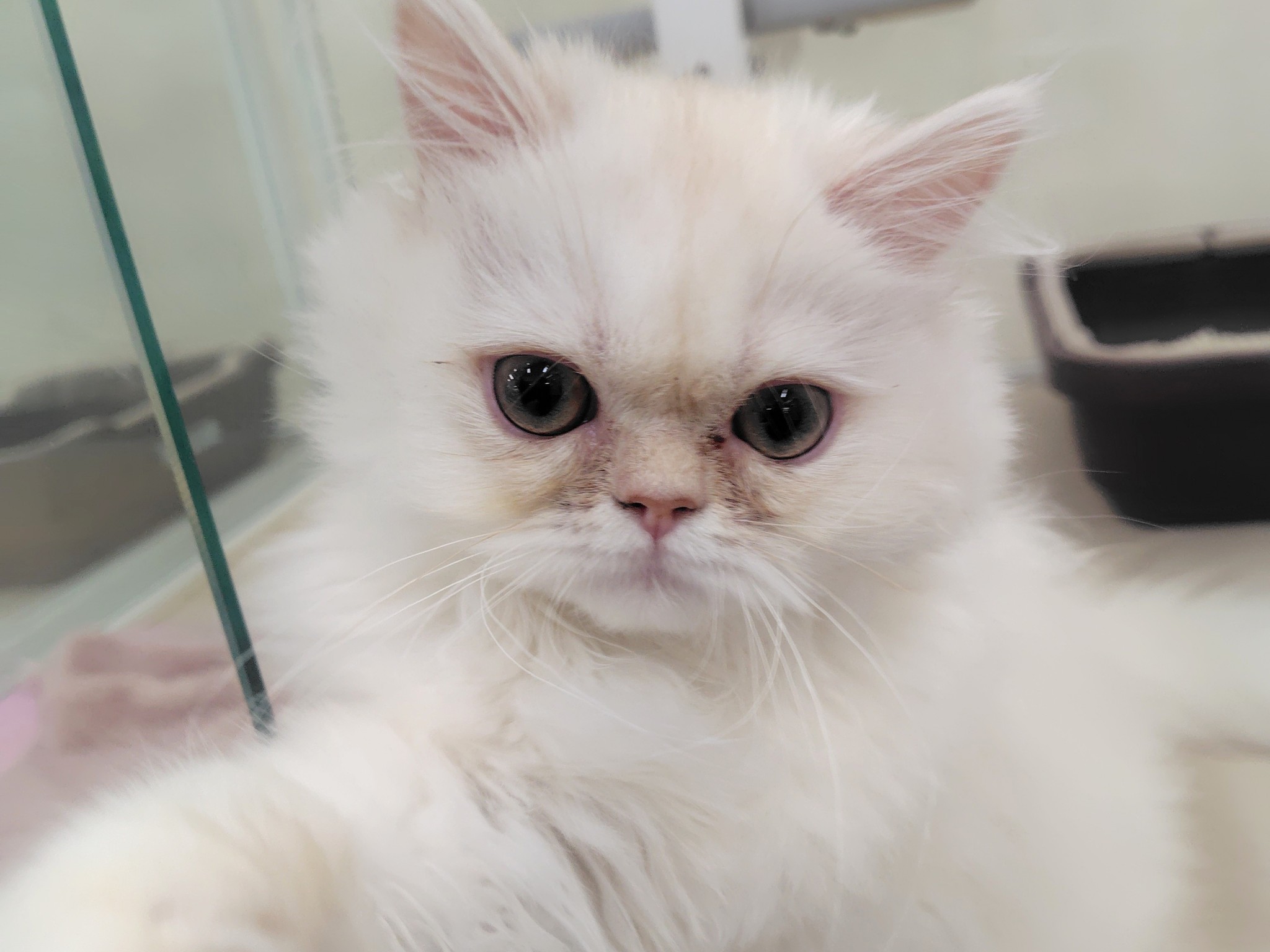 静岡県のペルシャ (マルエスペット清水駒越店/2025年8月7日生まれ/男の子/クリーム)の子猫の4枚目の画像