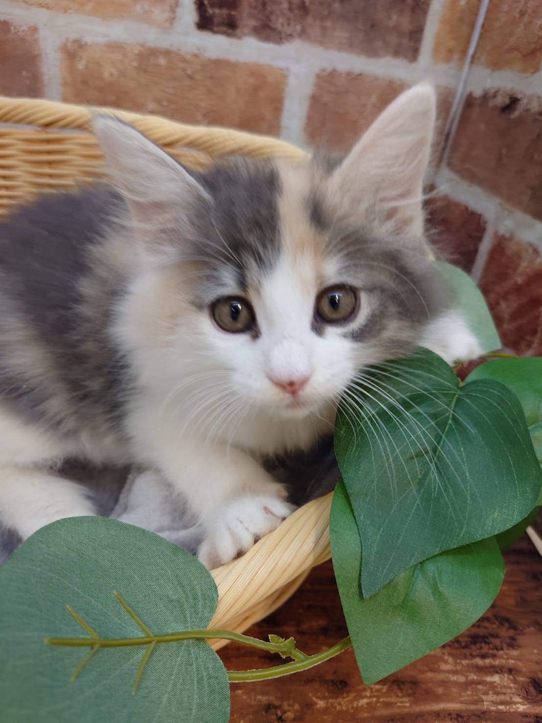 広島県のノルウェージャンフォレストキャット (マルエスペット広島段原ショッピングセンター店/2025年11月9日生まれ/女の子/ブルーパッチドタビーホワイト)の子猫の1枚目の画像