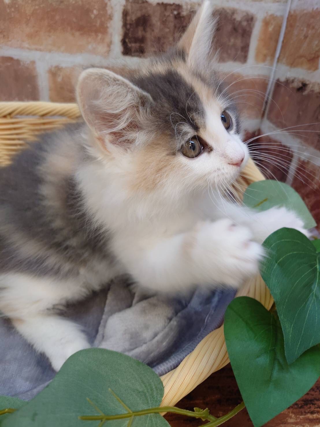 広島県のノルウェージャンフォレストキャット (マルエスペット広島段原ショッピングセンター店/2025年11月9日生まれ/女の子/ブルーパッチドタビーホワイト)の子猫の3枚目の画像