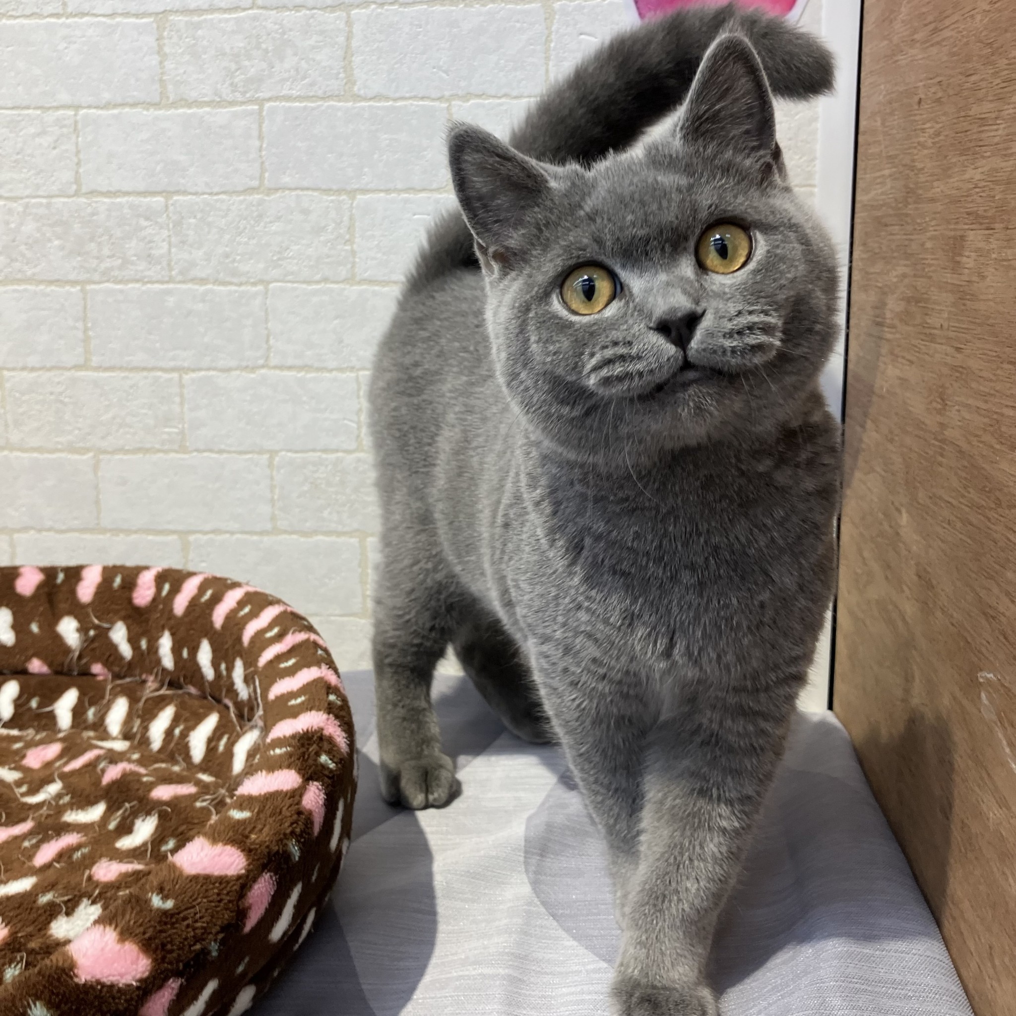 奈良県のブリティッシュショートヘアー (ペットアミ生駒店/2025年8月26日生まれ/男の子/ブルー)の子猫の4枚目の画像