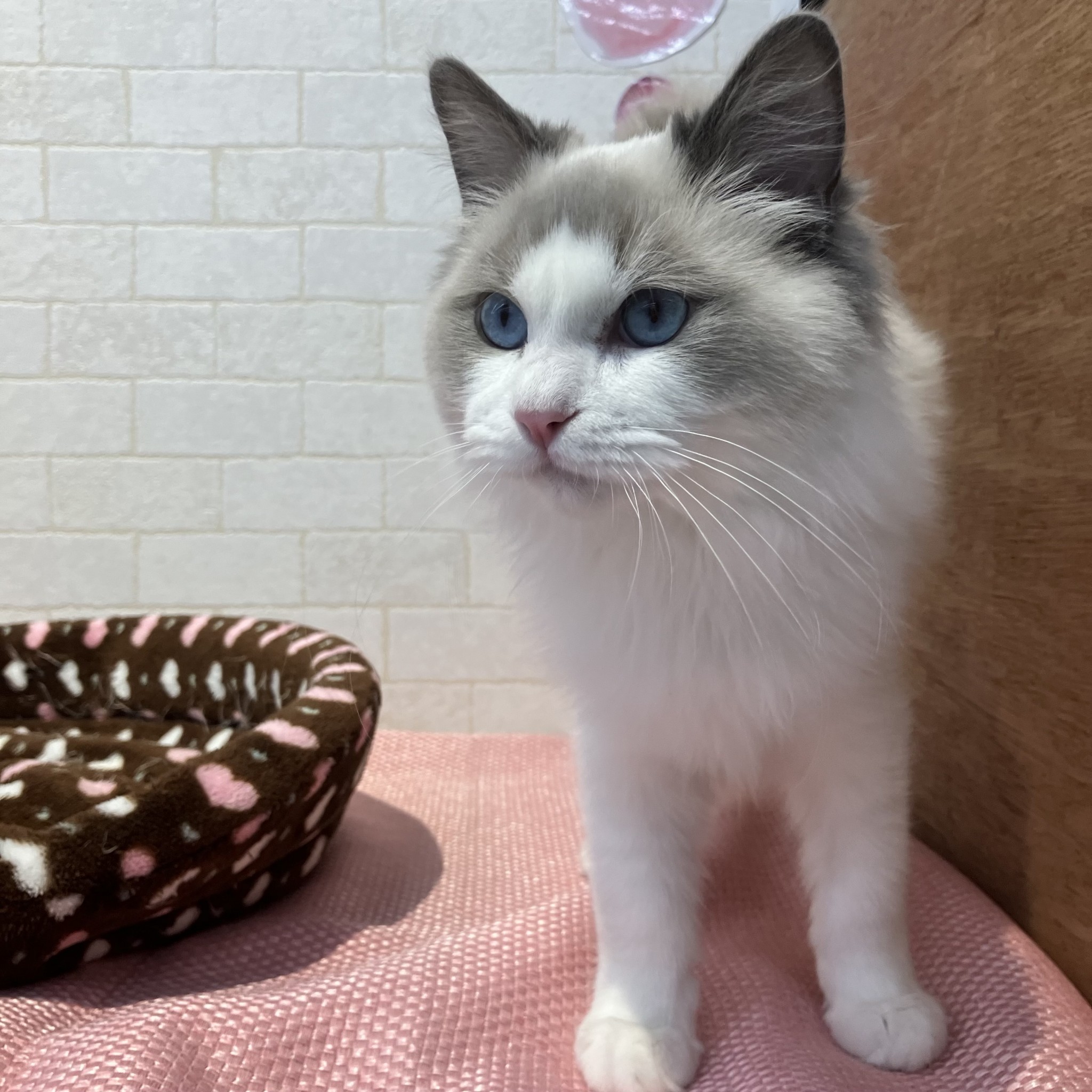 奈良県のラグドール (ペットアミ生駒店/2025年8月1日生まれ/男の子/シールポイントバイカラー)の子猫の4枚目の画像