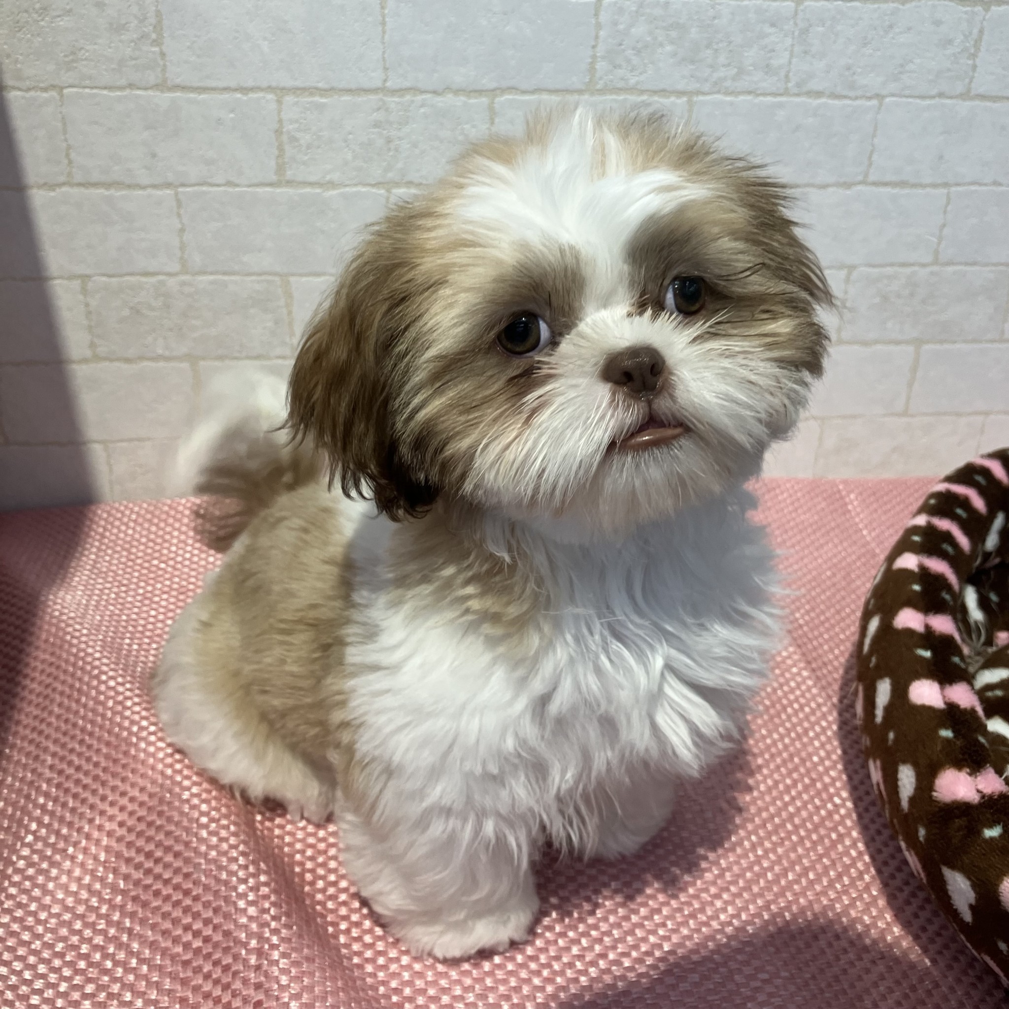 奈良県のシーズー (ペットアミ生駒店/2025年11月9日生まれ/男の子/チョコレートホワイト)の子犬の4枚目の画像