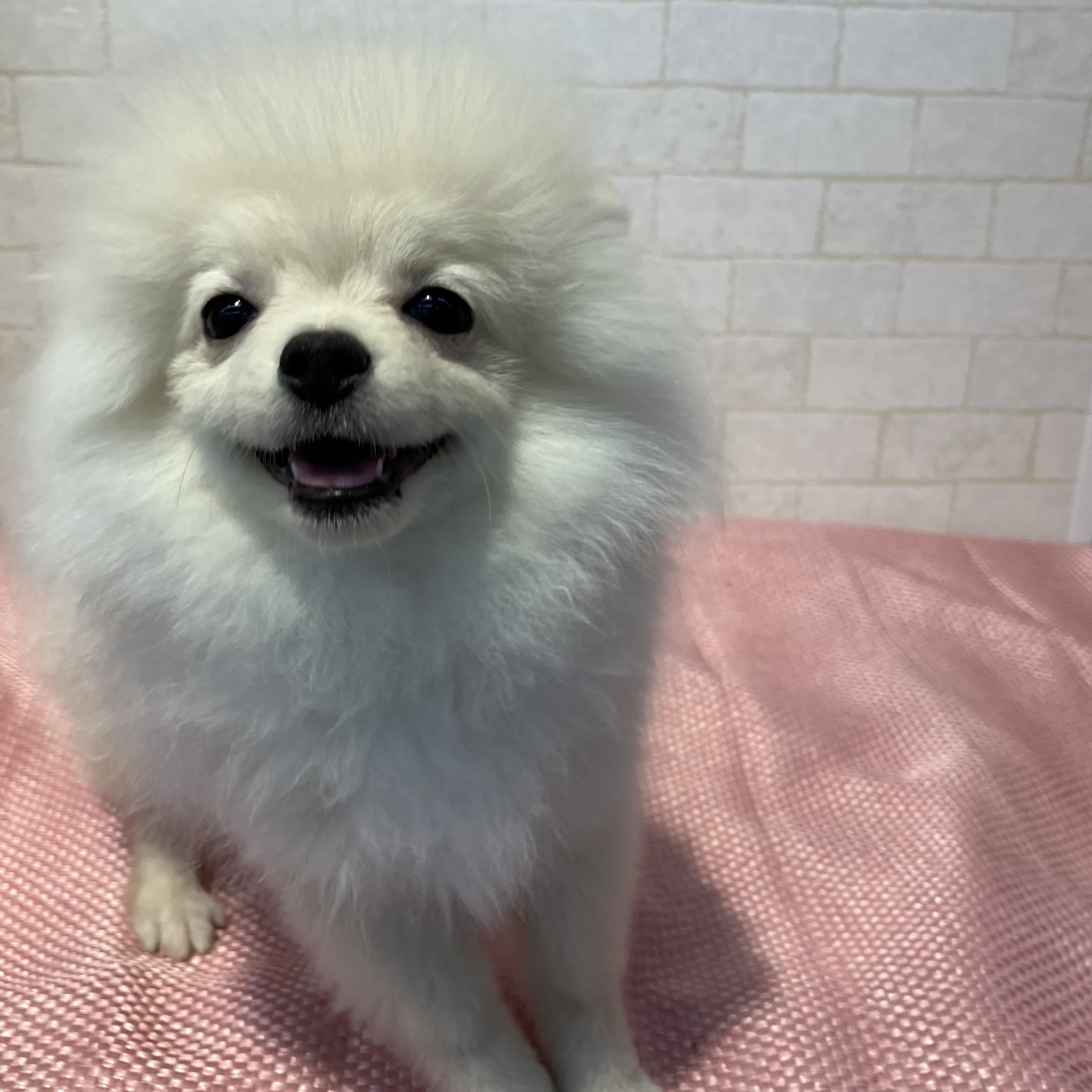 奈良県のポメラニアン (ペットアミ生駒店/2025年9月23日生まれ/男の子/クリーム)の子犬の4枚目の画像