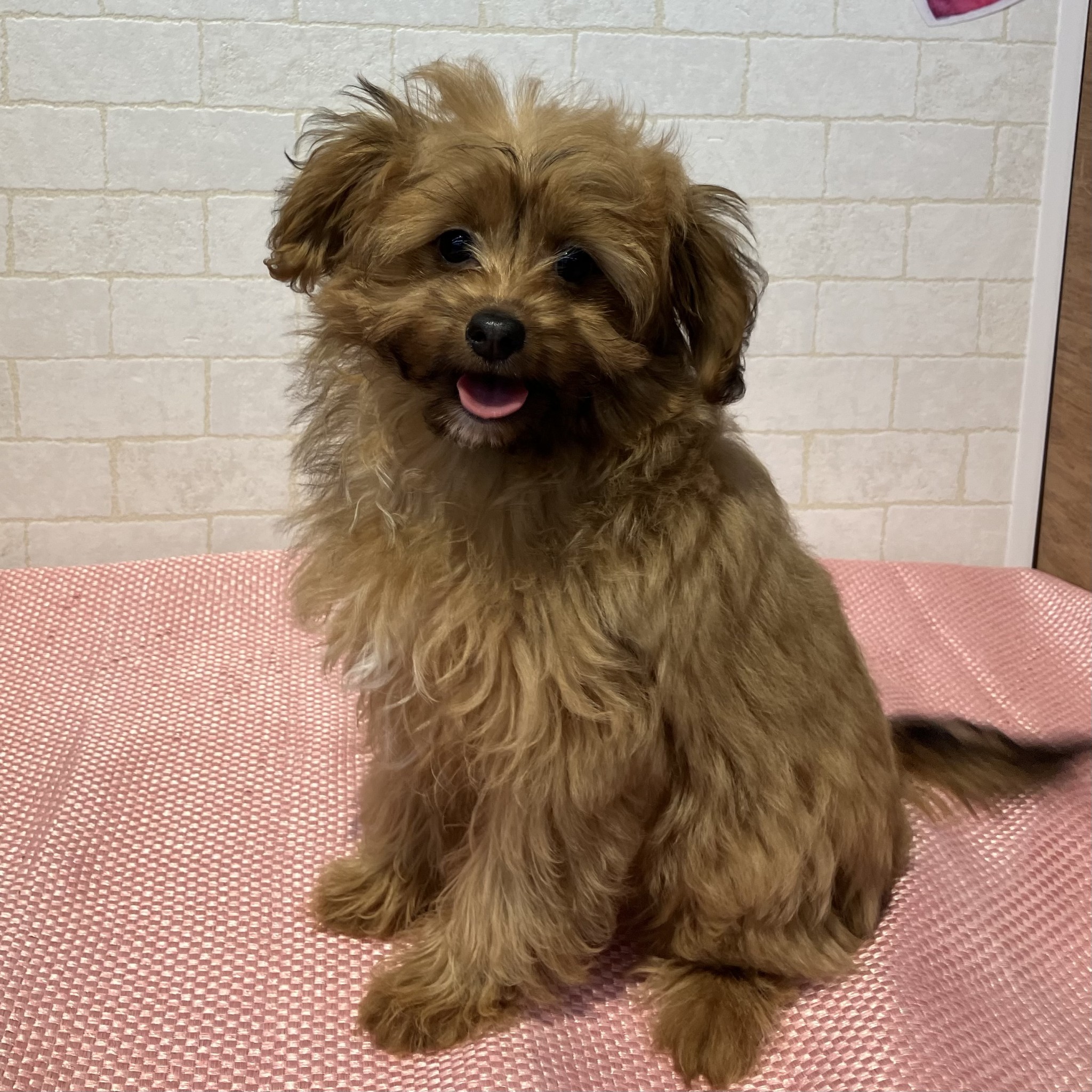 奈良県のパピプー(パピヨン×プードル) (ペットアミ生駒店/2025年10月13日生まれ/女の子/レッド)の子犬の4枚目の画像