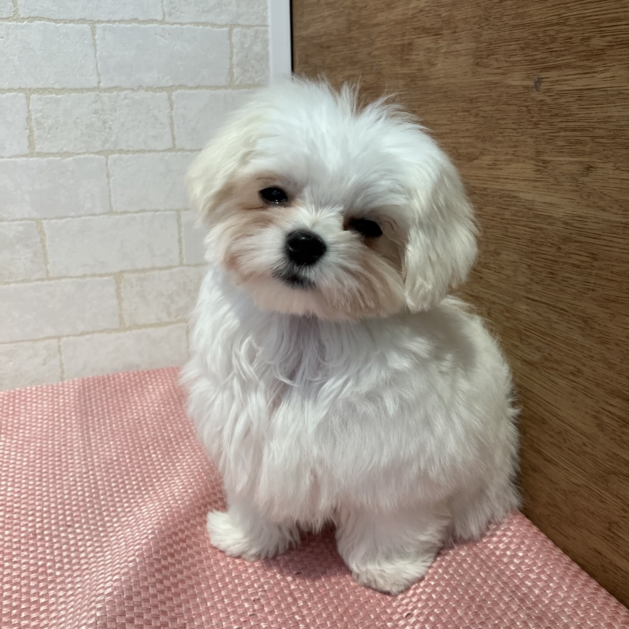愛知県のマルチーズ (ペッツワン岡崎美合店/2025年11月7日生まれ/女の子/ホワイト)の子犬の4枚目の画像