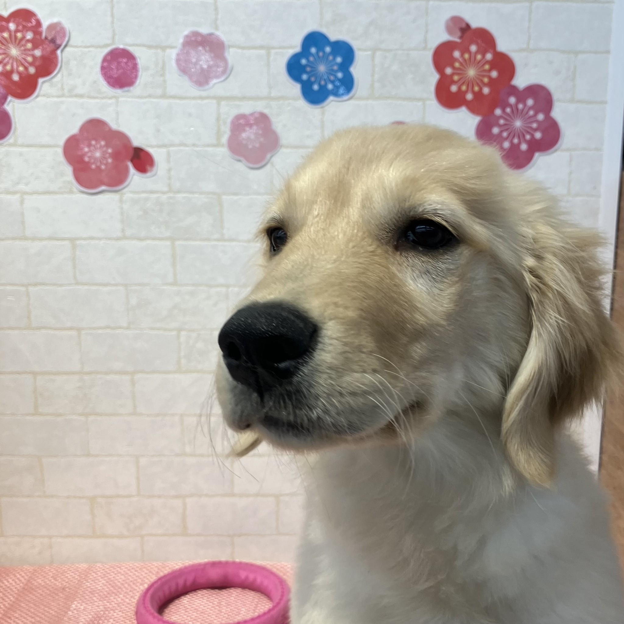 奈良県のゴールデンレトリバー (ペットアミ生駒店/2025年11月16日生まれ/女の子/ゴールデン)の子犬の4枚目の画像
