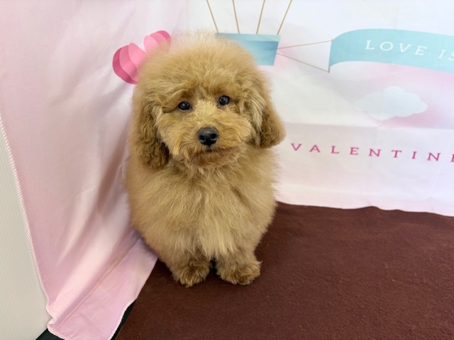奈良県のトイプードル(トイ) (マルエスペット ヒルステップ生駒店/2025年9月30日生まれ/女の子/オレンジフォーン)の子犬の4枚目の画像