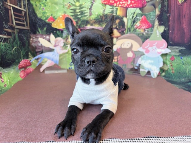 奈良県のフレンチブルドッグ (マルエスペット ヒルステップ生駒店/2025年11月9日生まれ/女の子/ブリンドル)の子犬の4枚目の画像