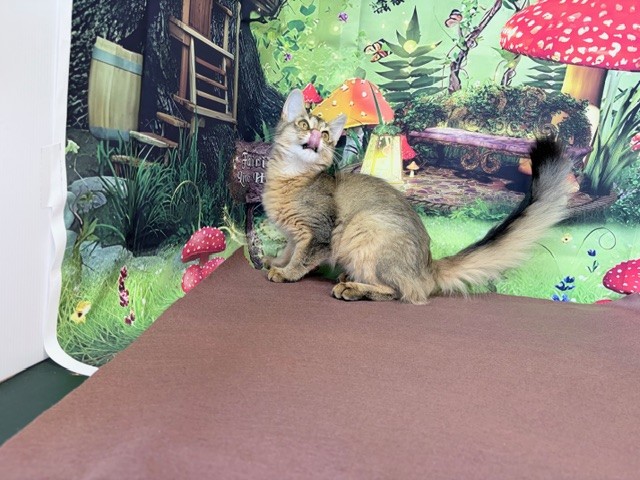 奈良県のソマリ (マルエスペット ヒルステップ生駒店/2025年9月16日生まれ/女の子/ルディ)の子猫の4枚目の画像