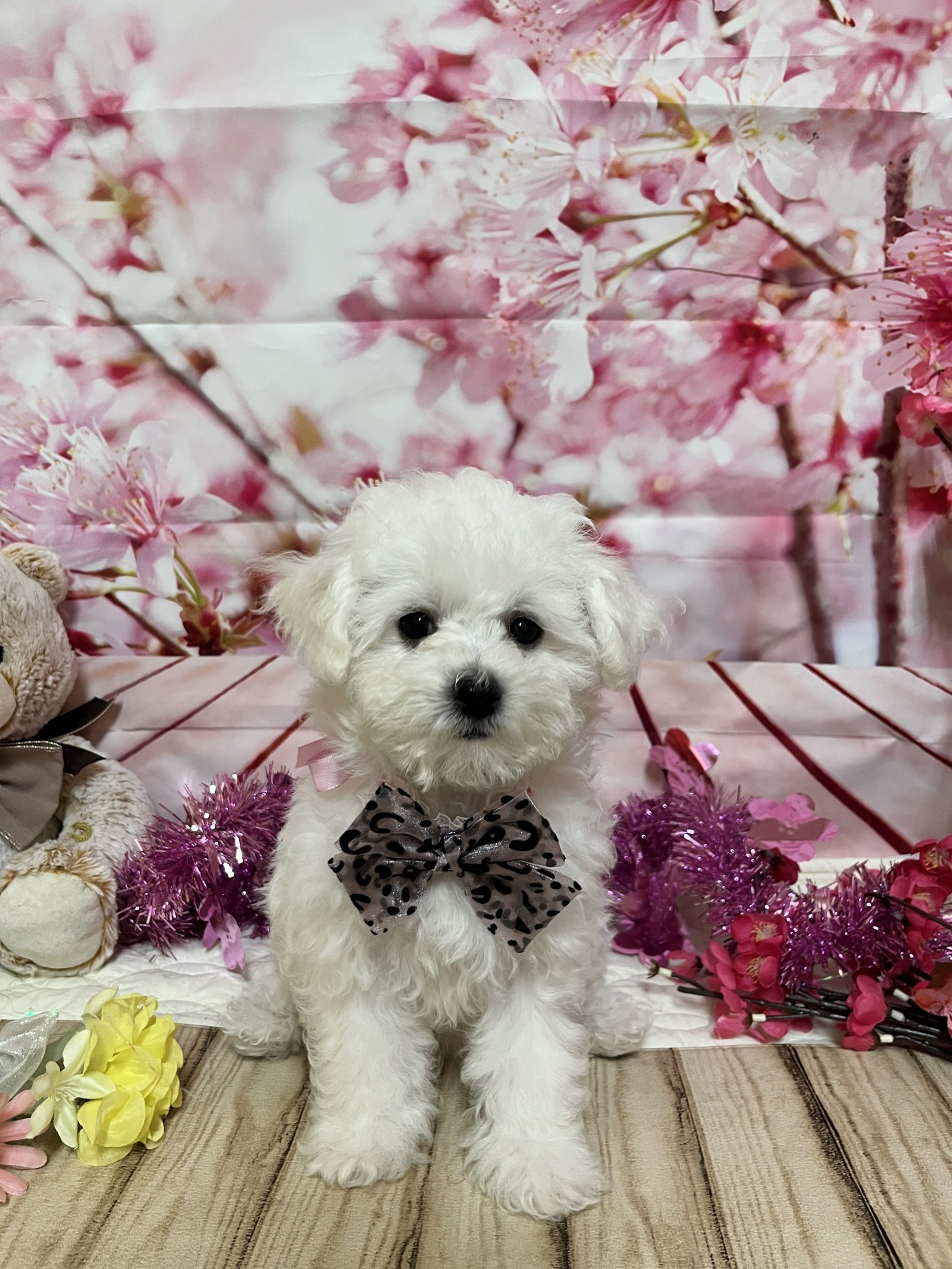 静岡県のビションフリーゼ (マルエスペット富士店/2025年11月29日生まれ/女の子/ホワイト)の子犬の4枚目の画像