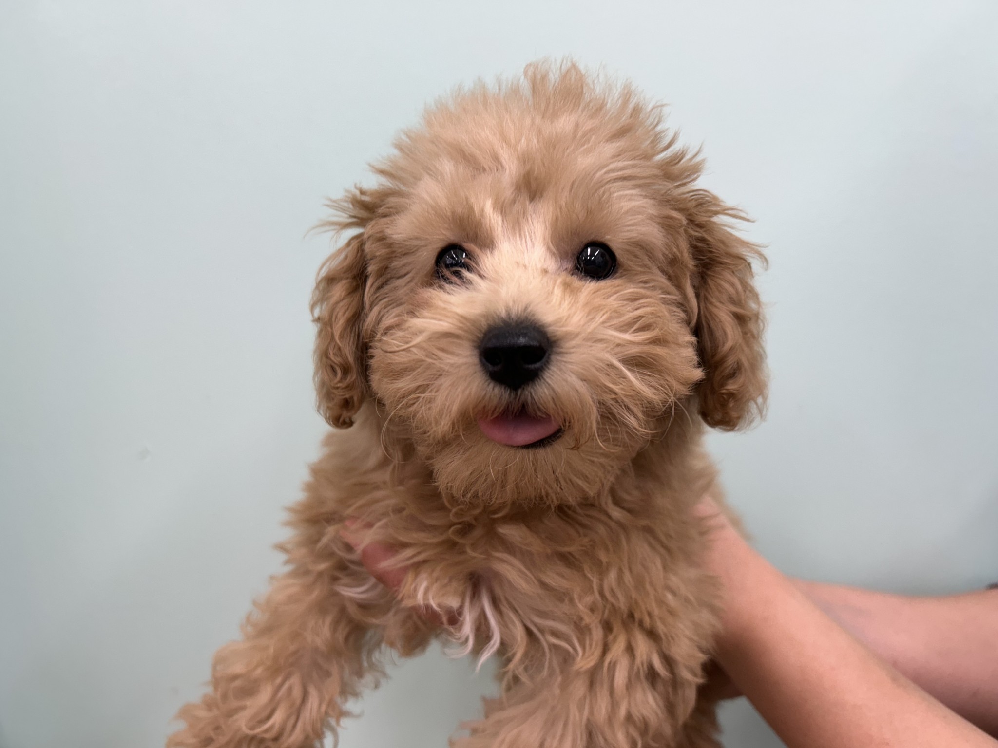 静岡県のトイプードル(トイ) (マルエスペット島田店/2025年11月7日生まれ/女の子/ペールフォーン)の子犬の4枚目の画像