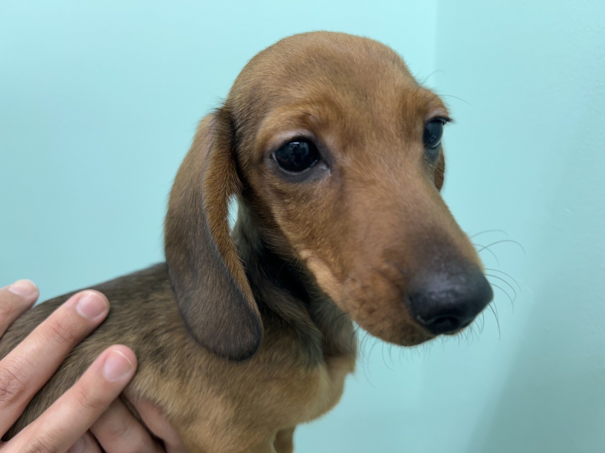 静岡県のミニチュアダックスフンド(スムース) (マルエスペット島田店/2025年10月21日生まれ/男の子/レッド)の子犬の4枚目の画像